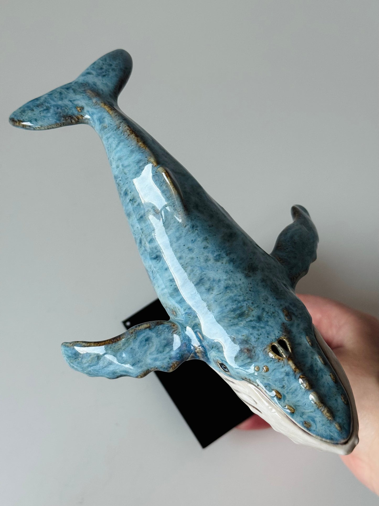 Baby Humpback Whale