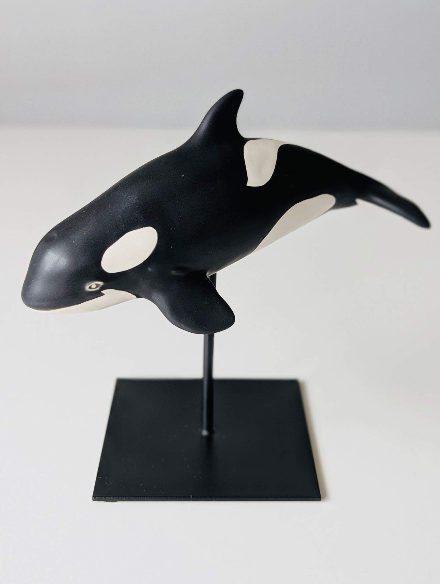 Baby Orca