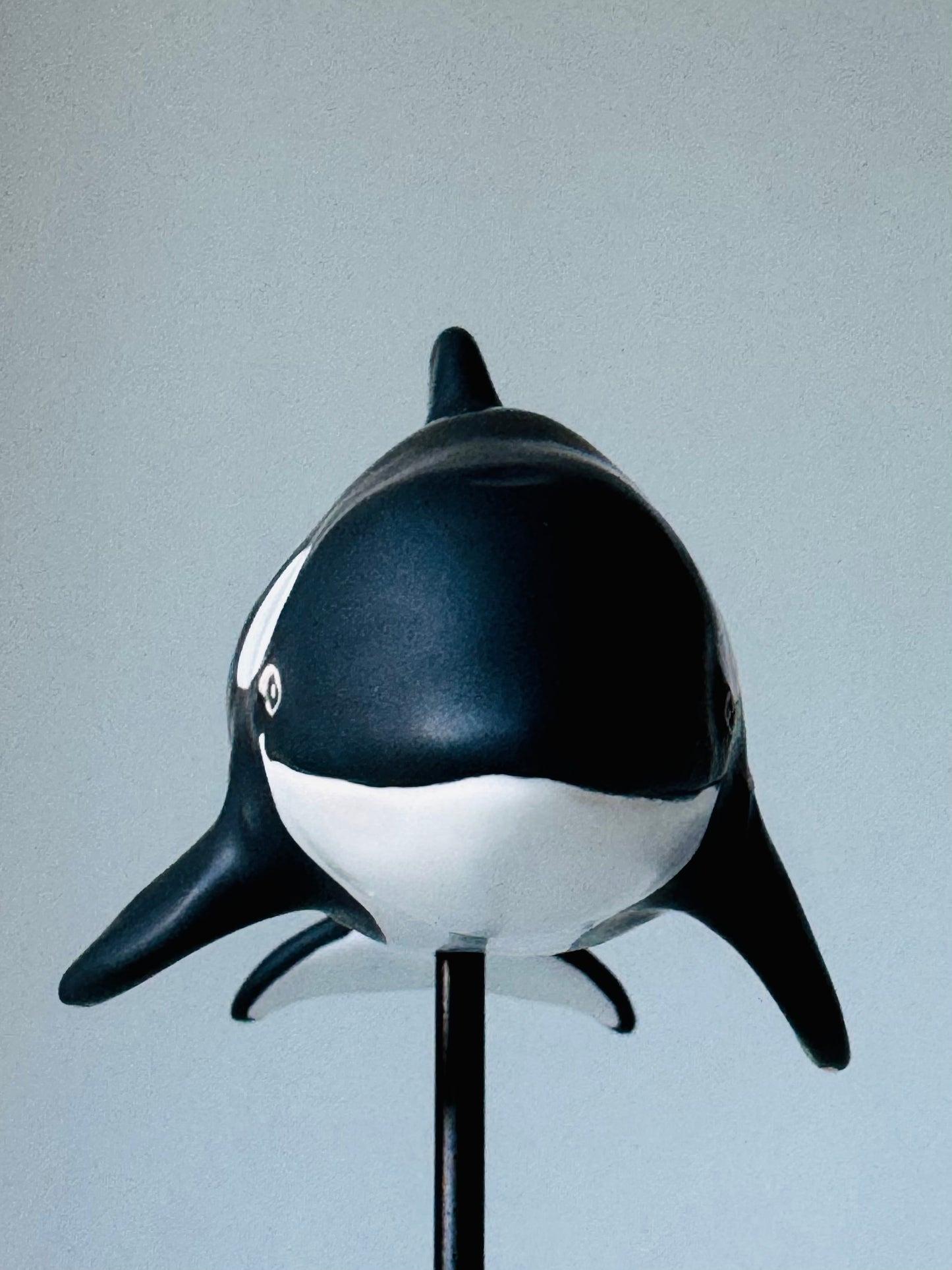 Baby Orca