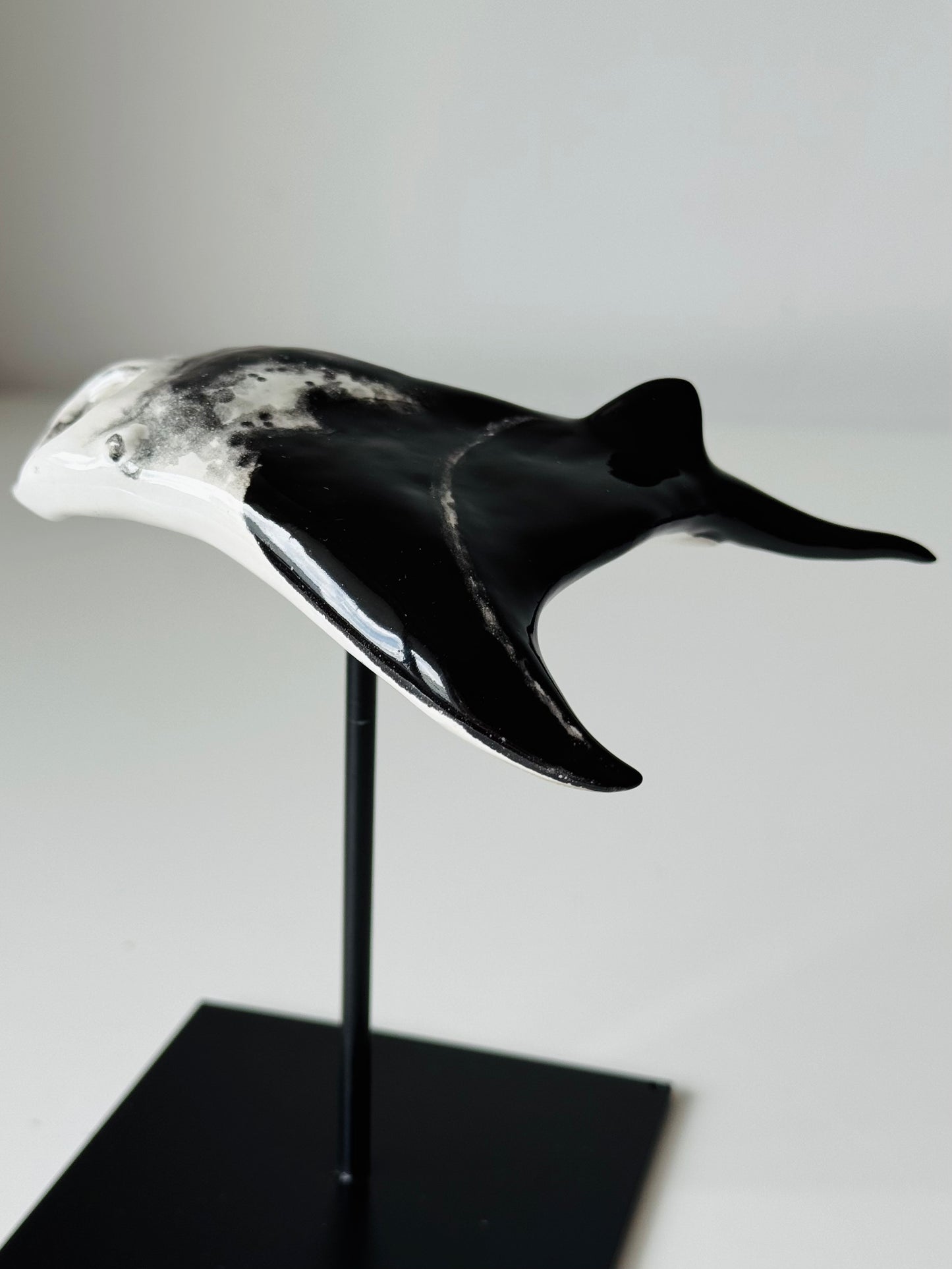 Manta Ray