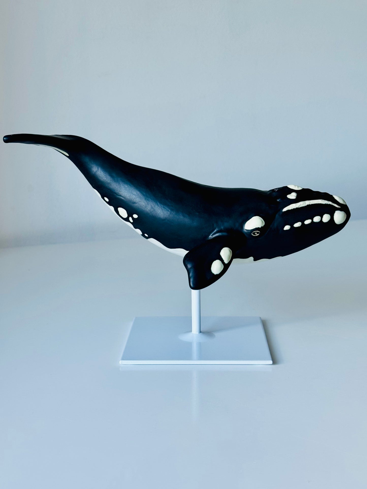 Right Whale