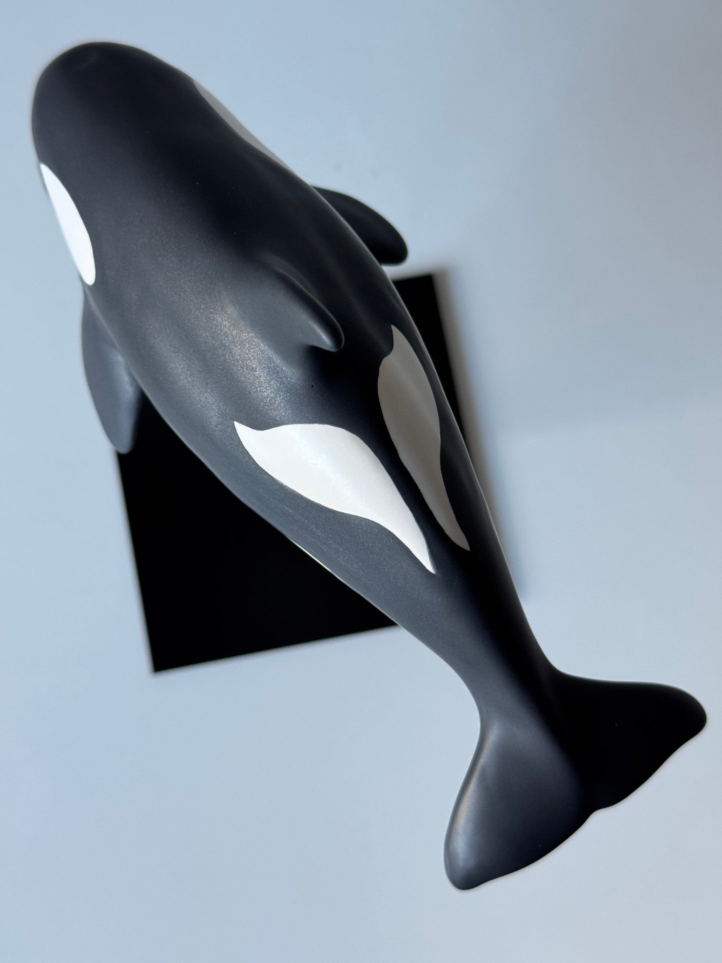 Baby Orca