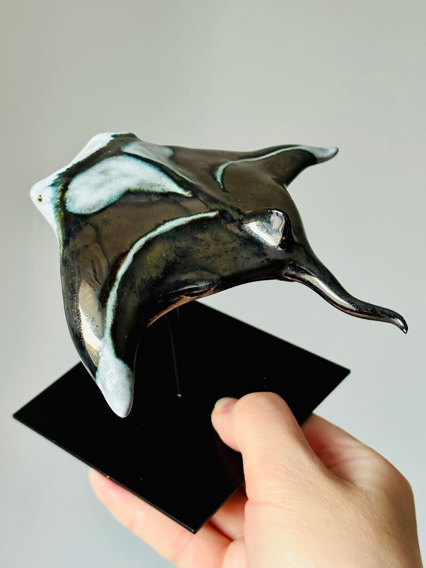 Manta Ray