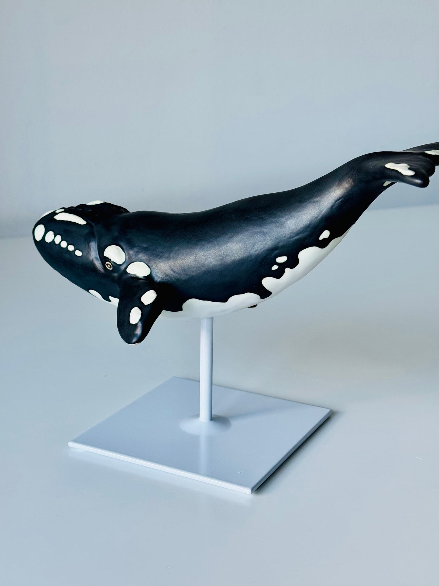 Right Whale