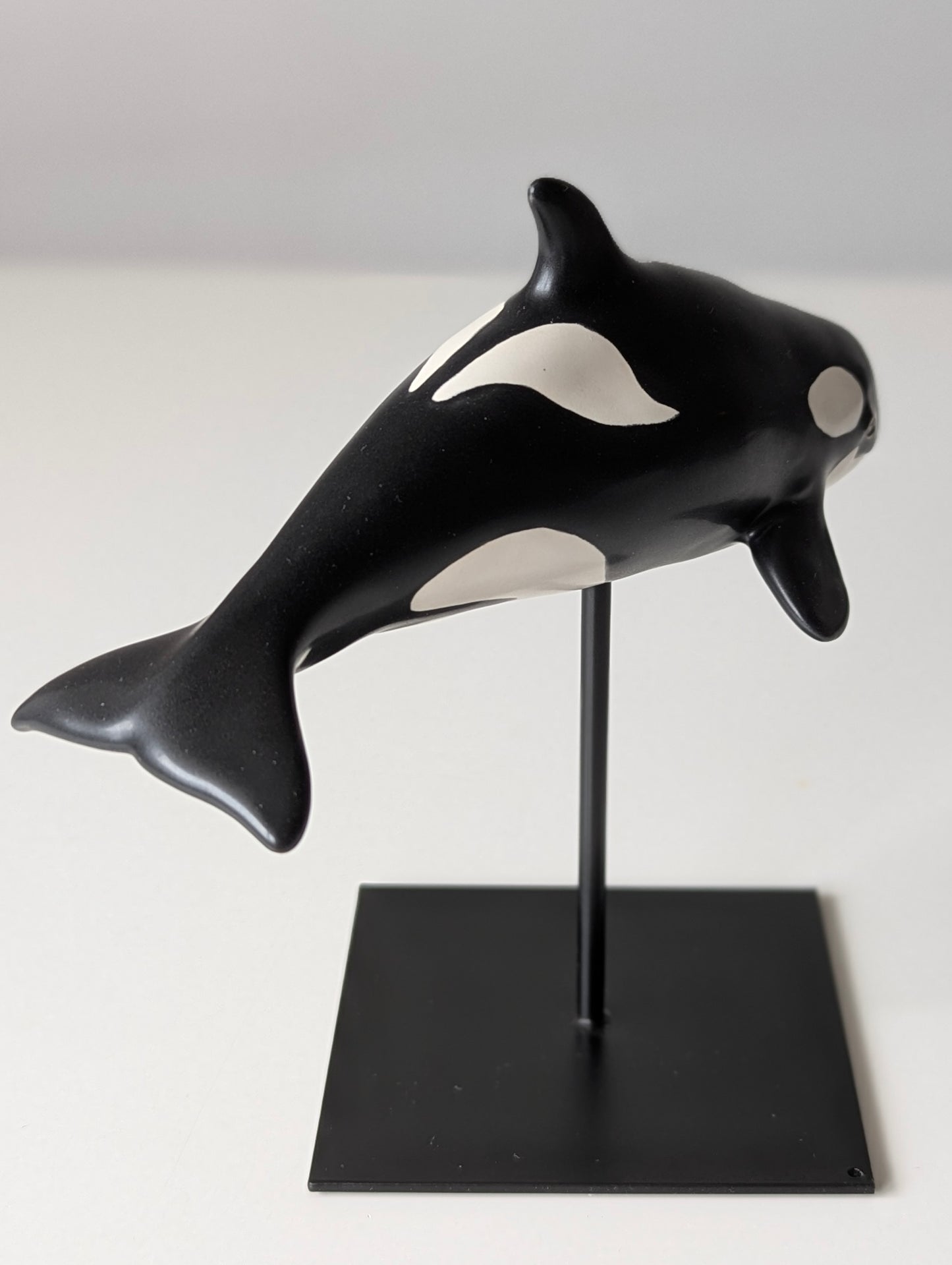 Baby Orca
