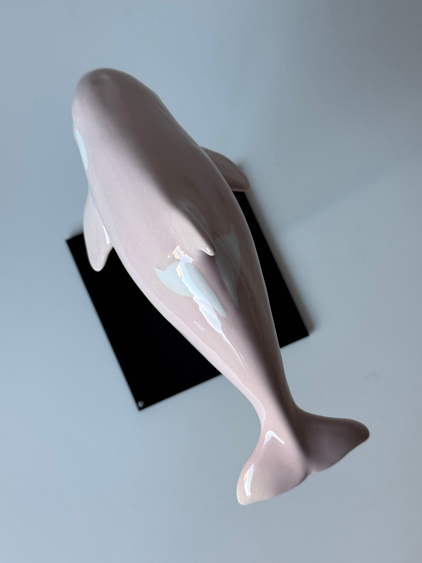 Baby Orca