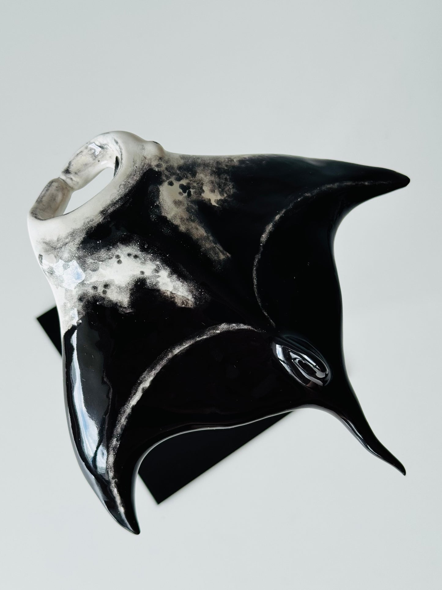 Manta Ray