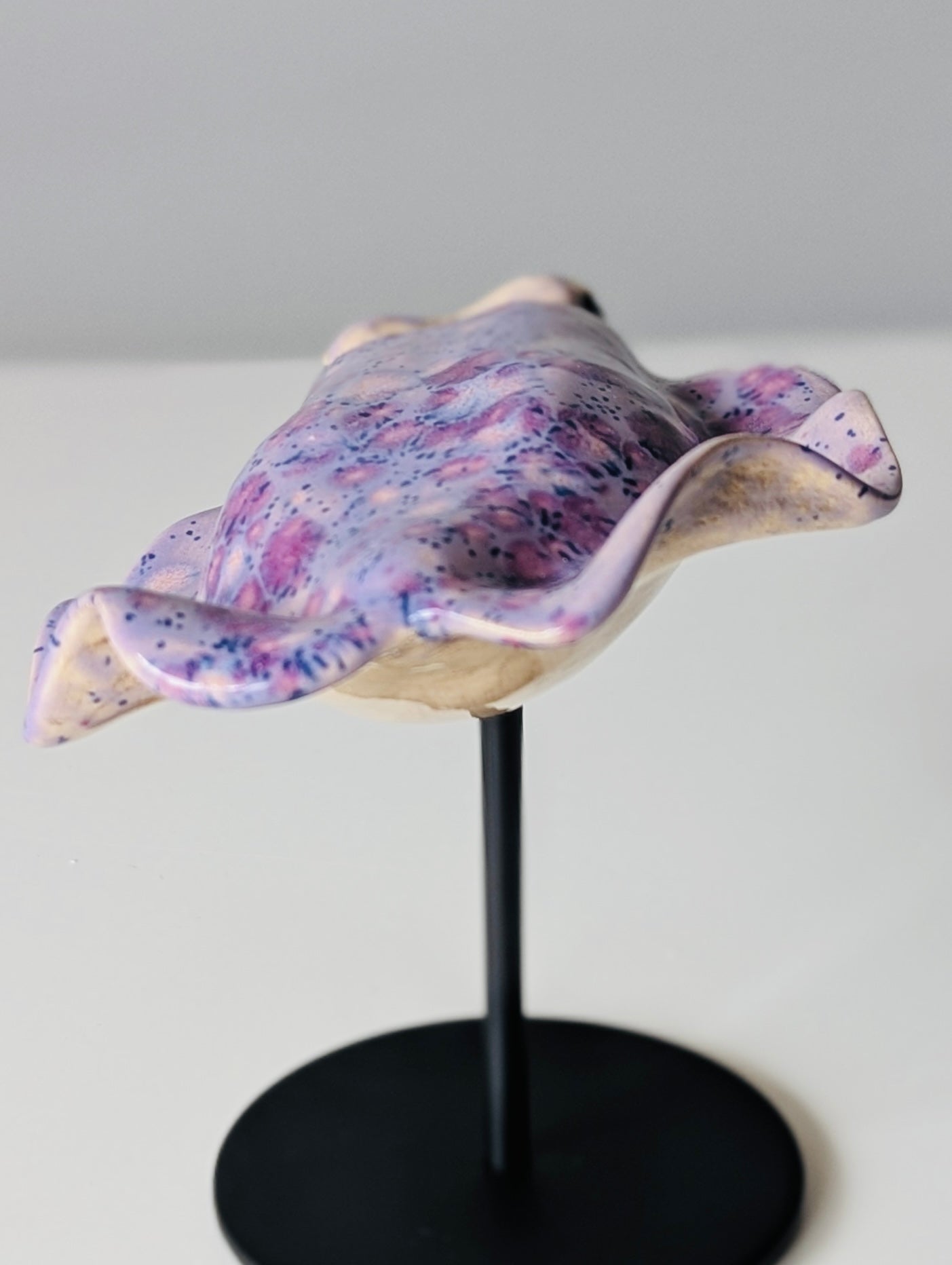 Cuttlefish