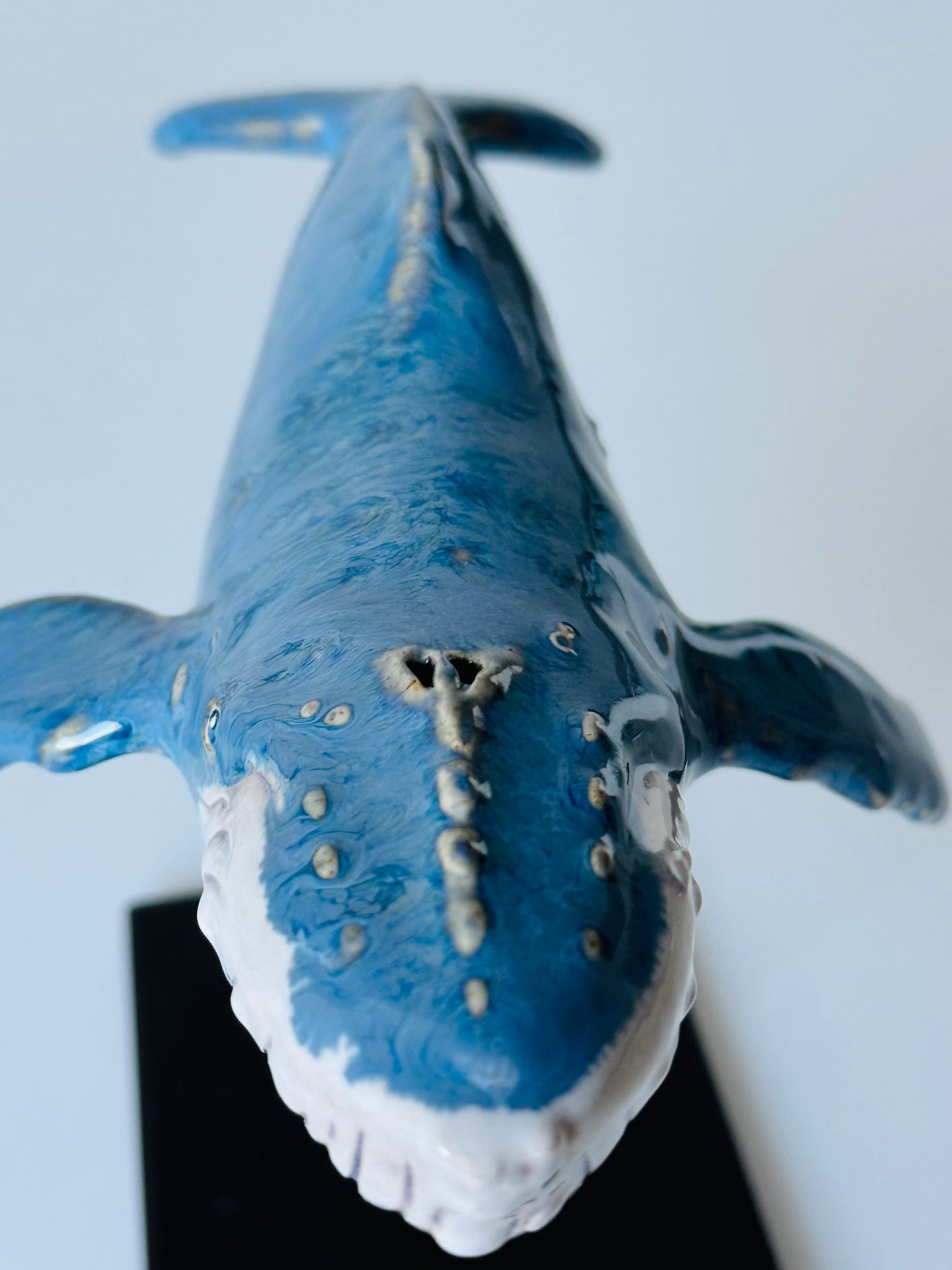 Baby Humpback Whale