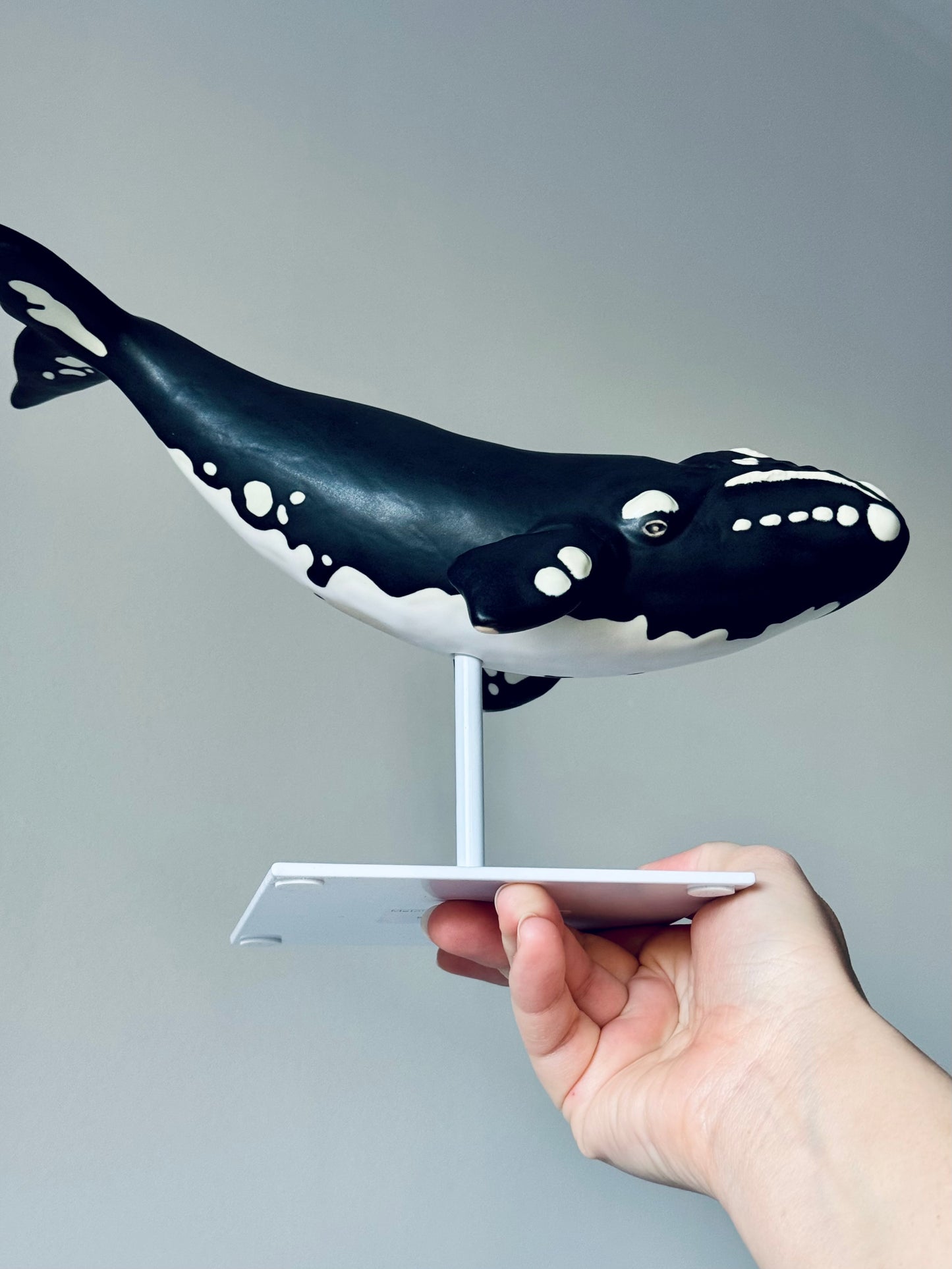 Right Whale
