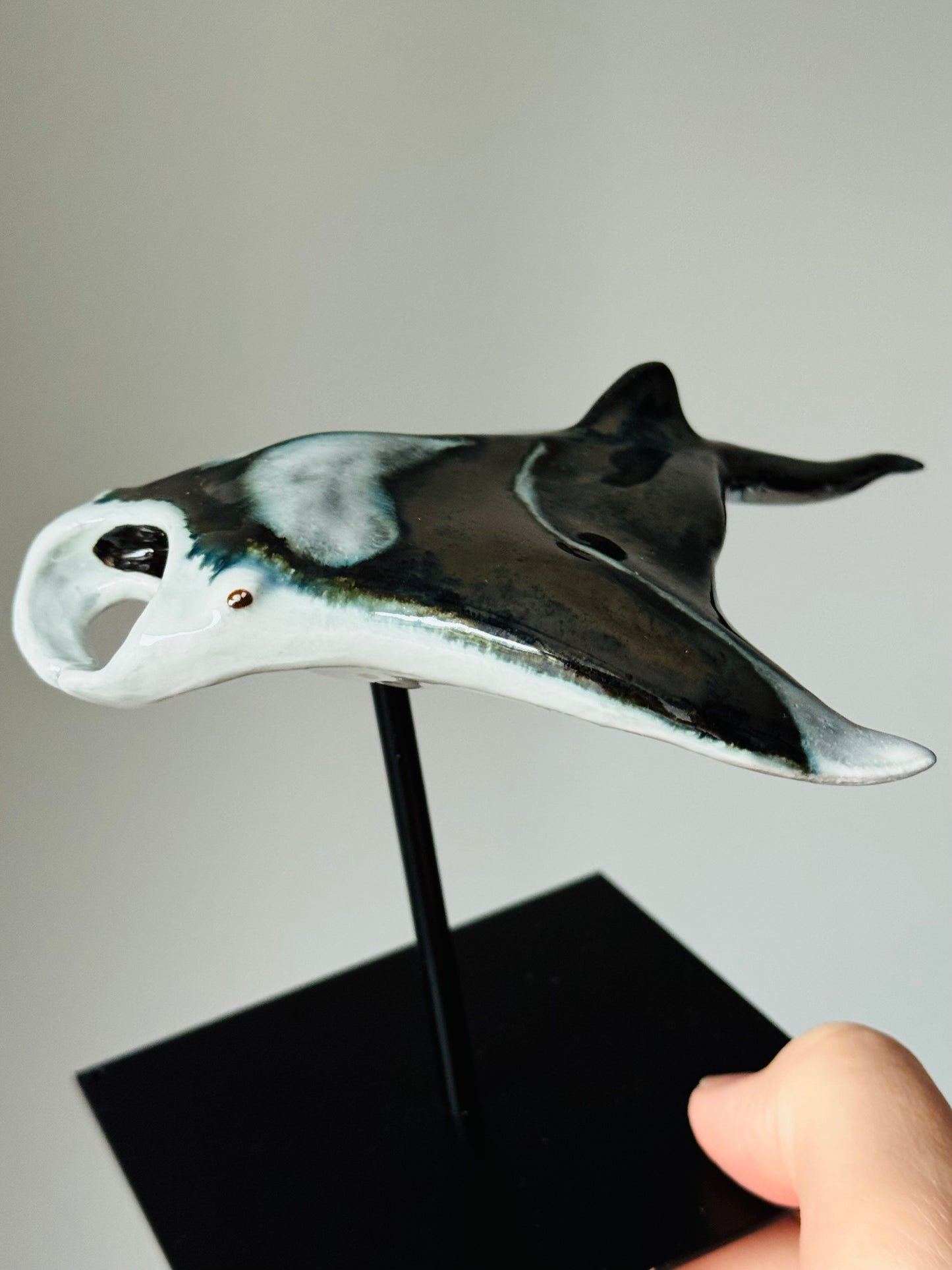 Manta Ray
