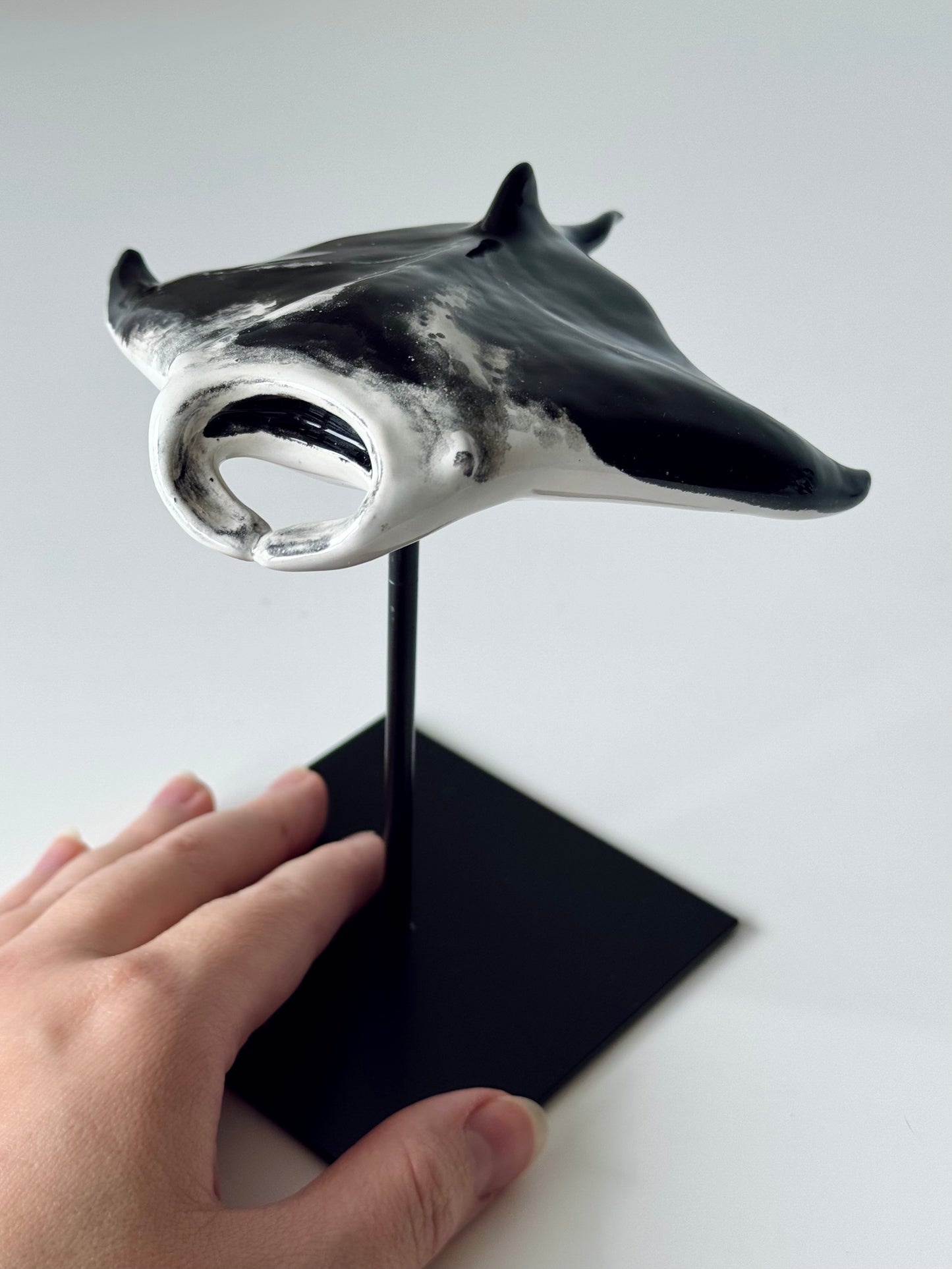 Manta Ray