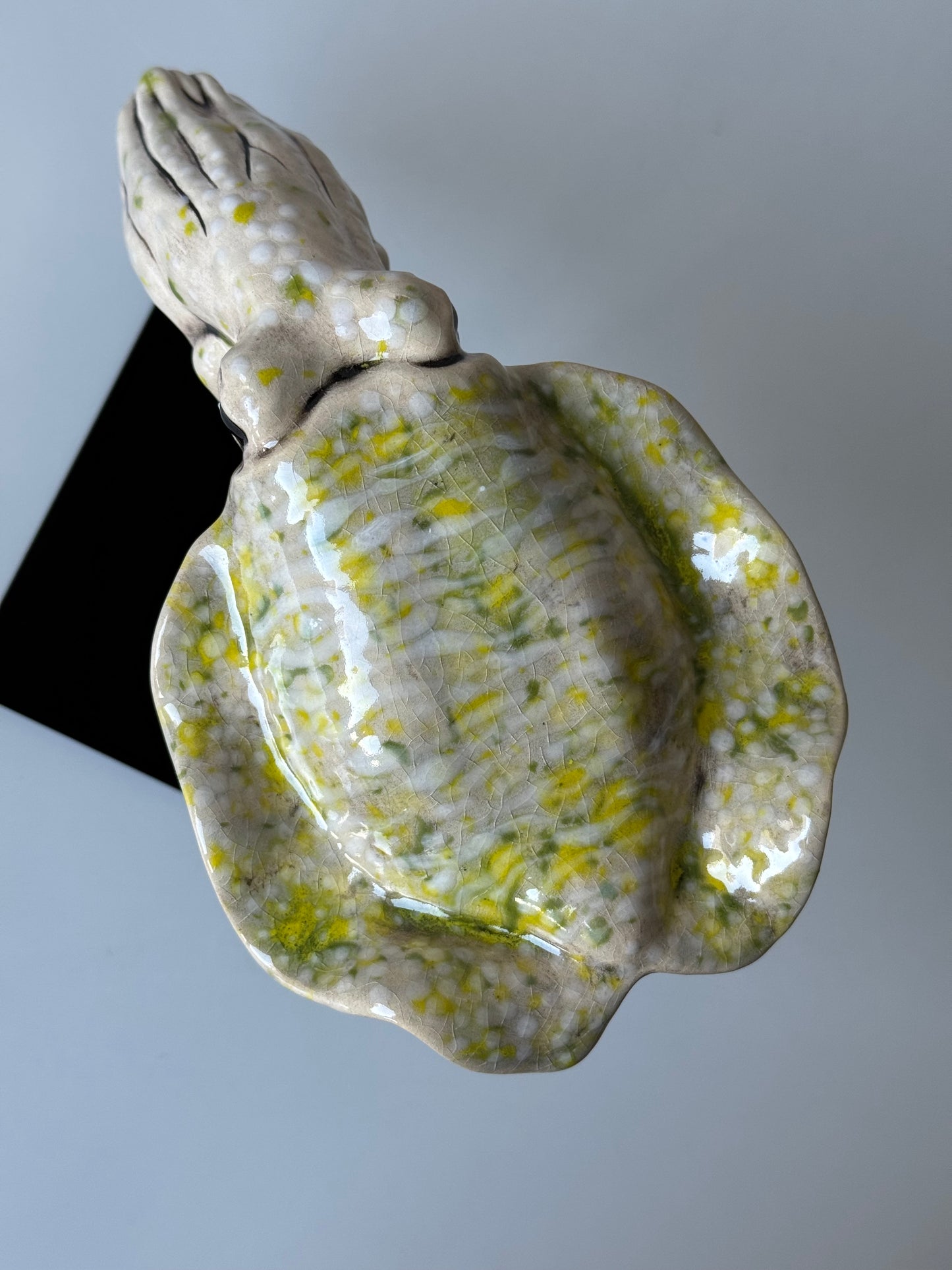 Cuttlefish