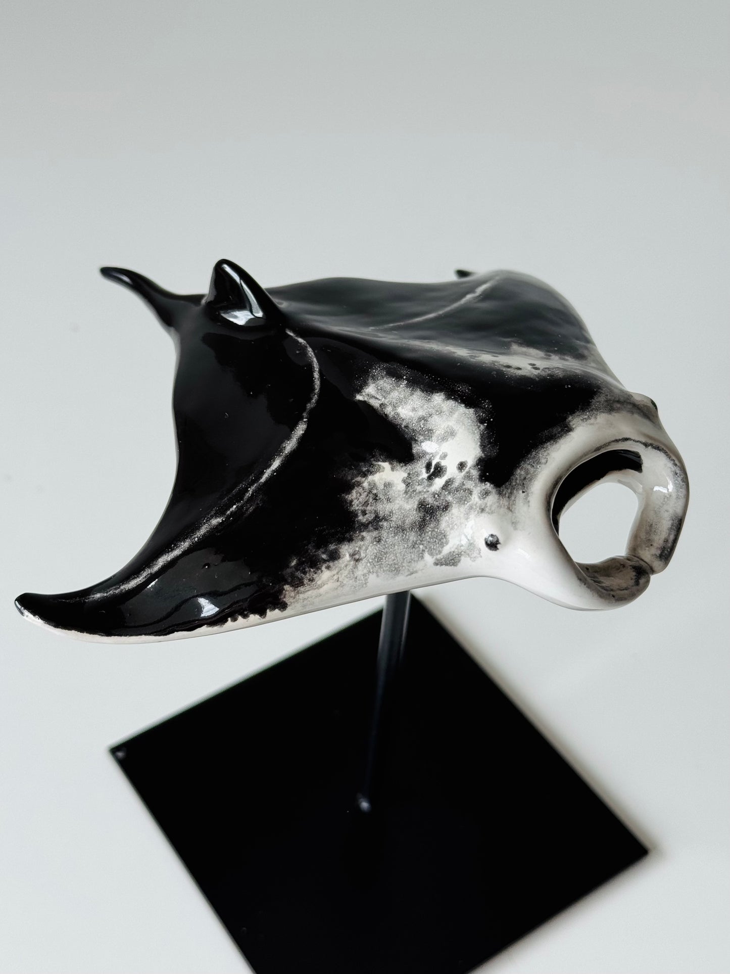 Manta Ray