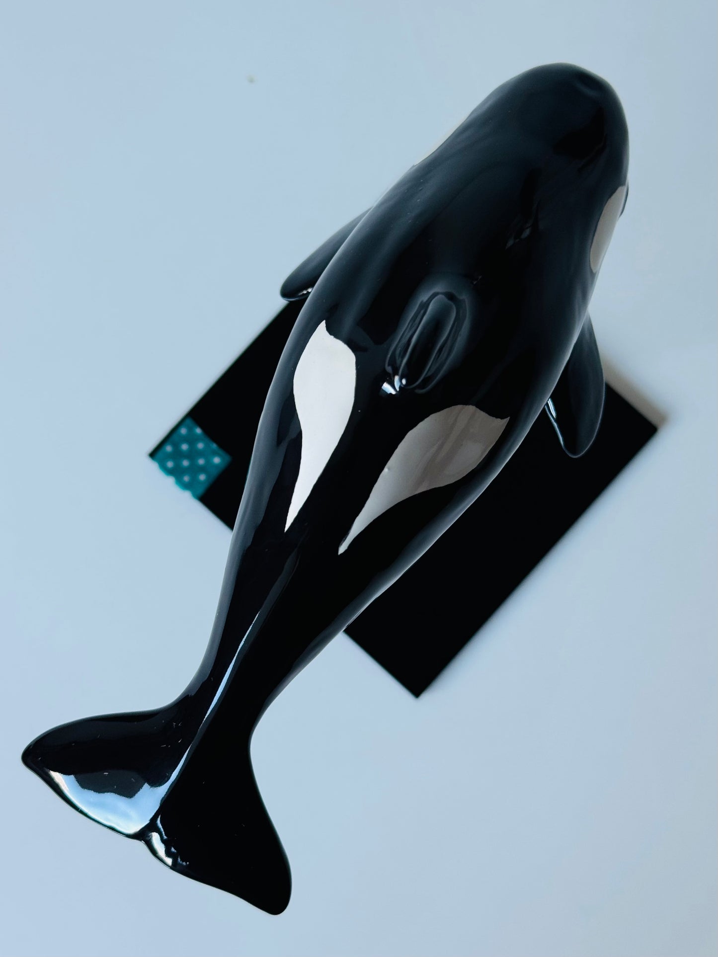 Baby Orca