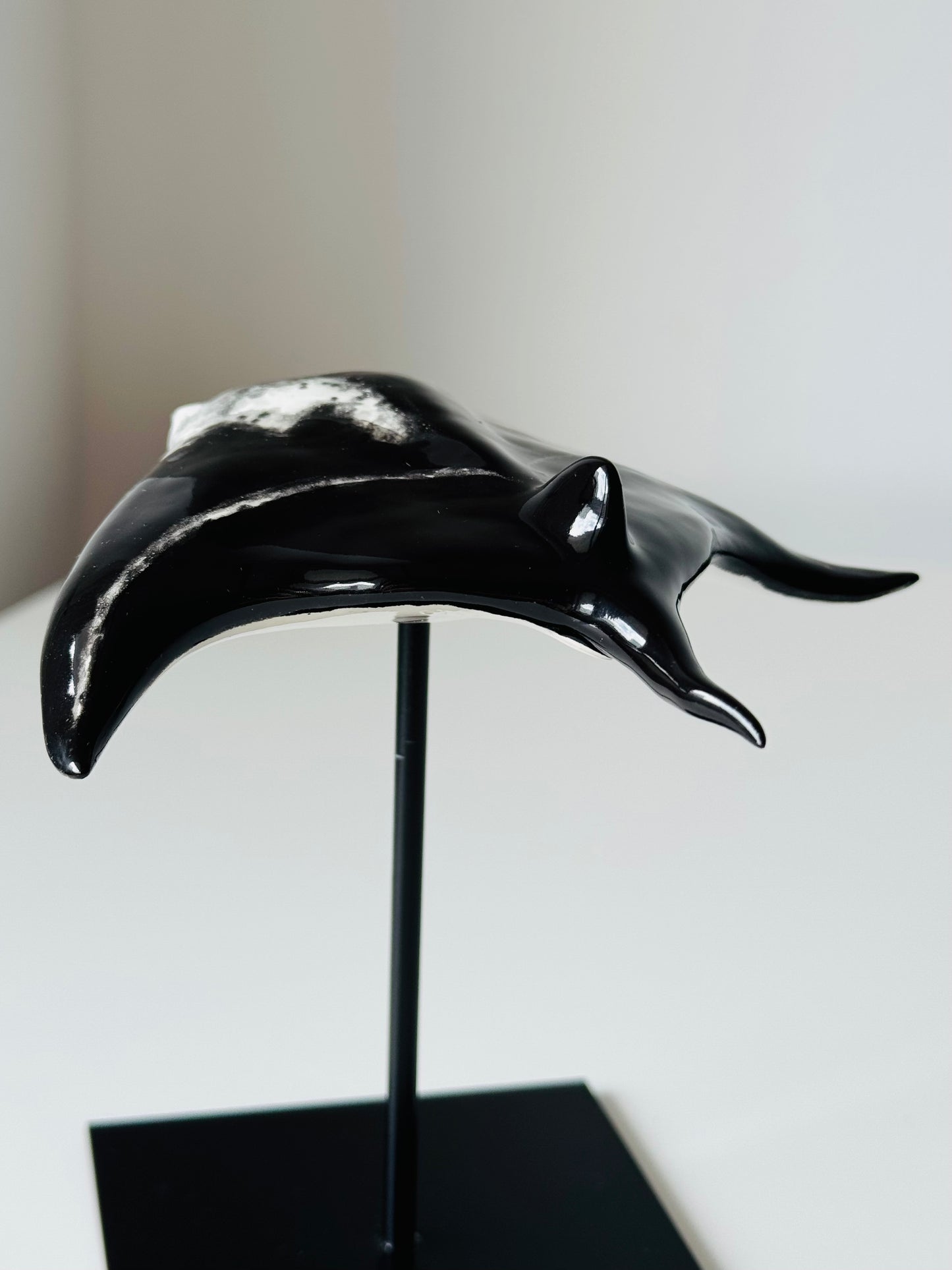 Manta Ray