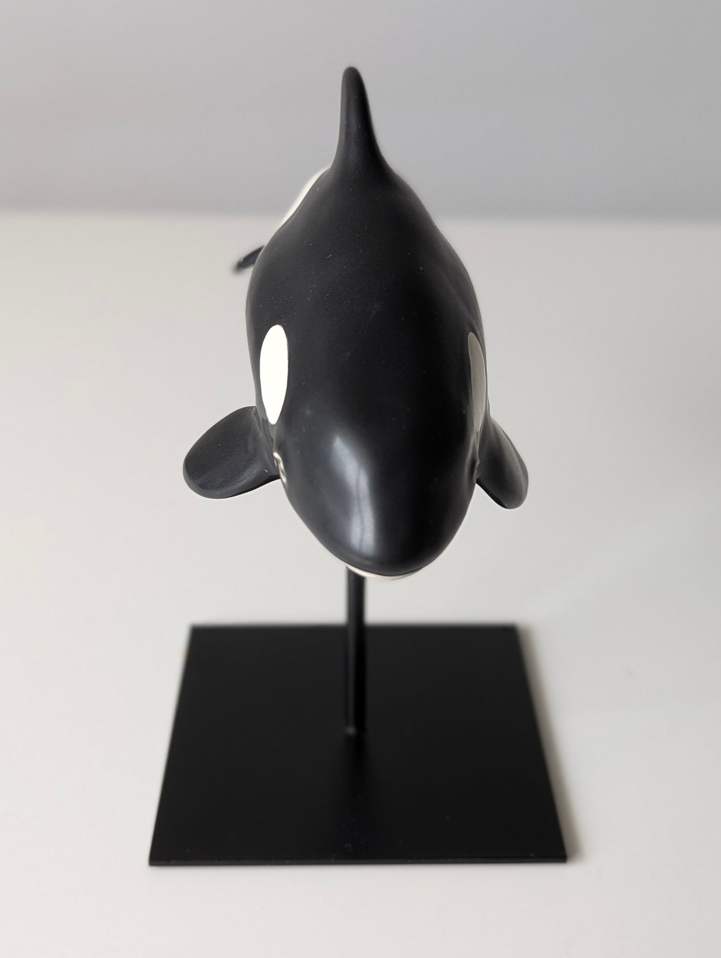 Baby Orca