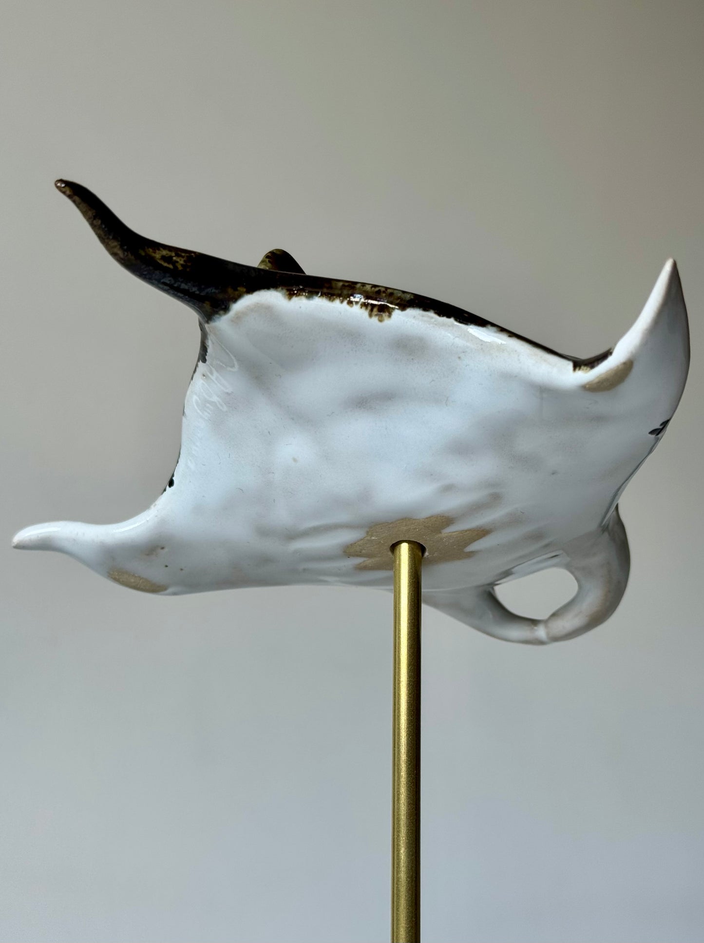 Manta Ray