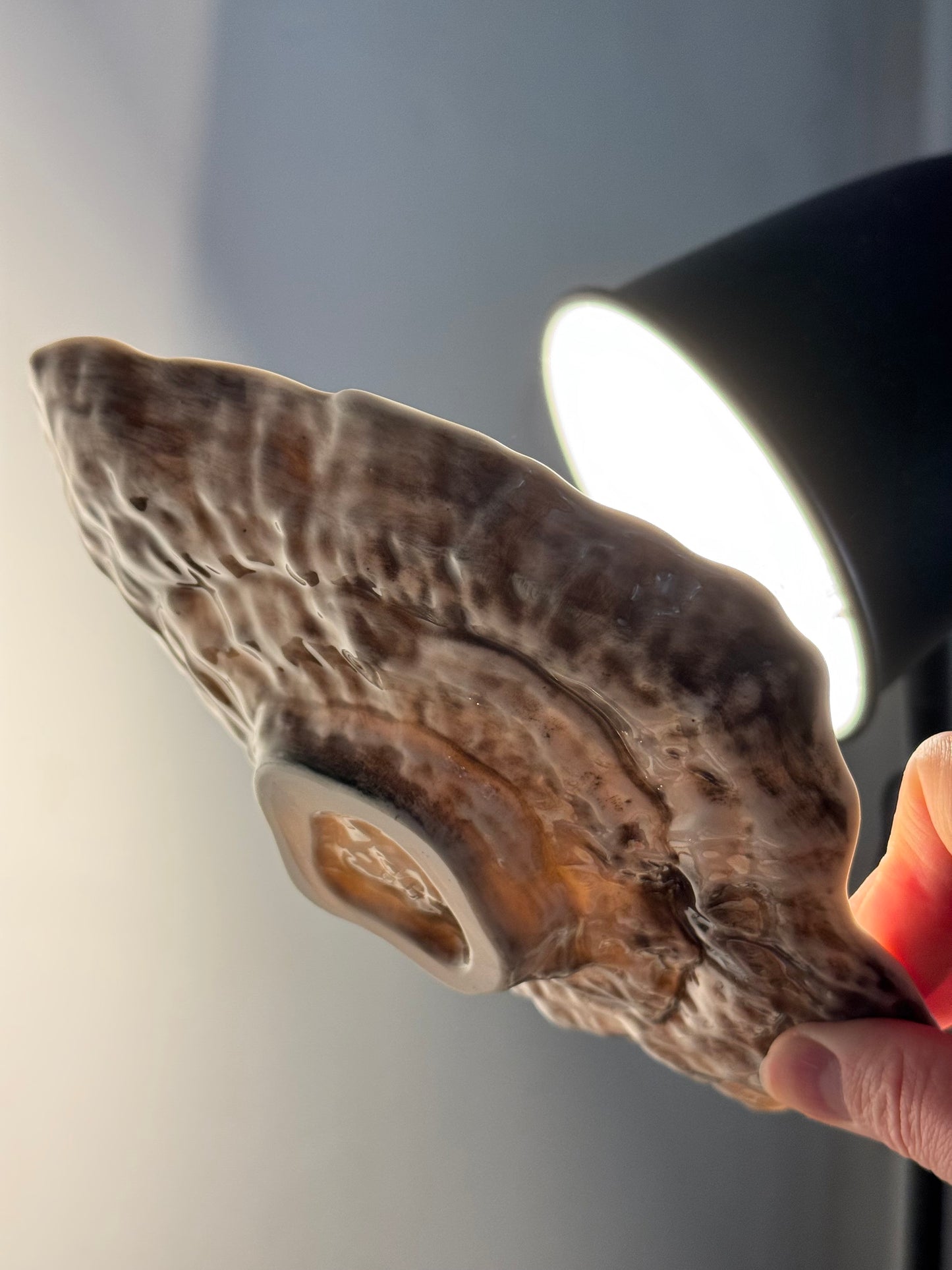 Shell-shaped plate