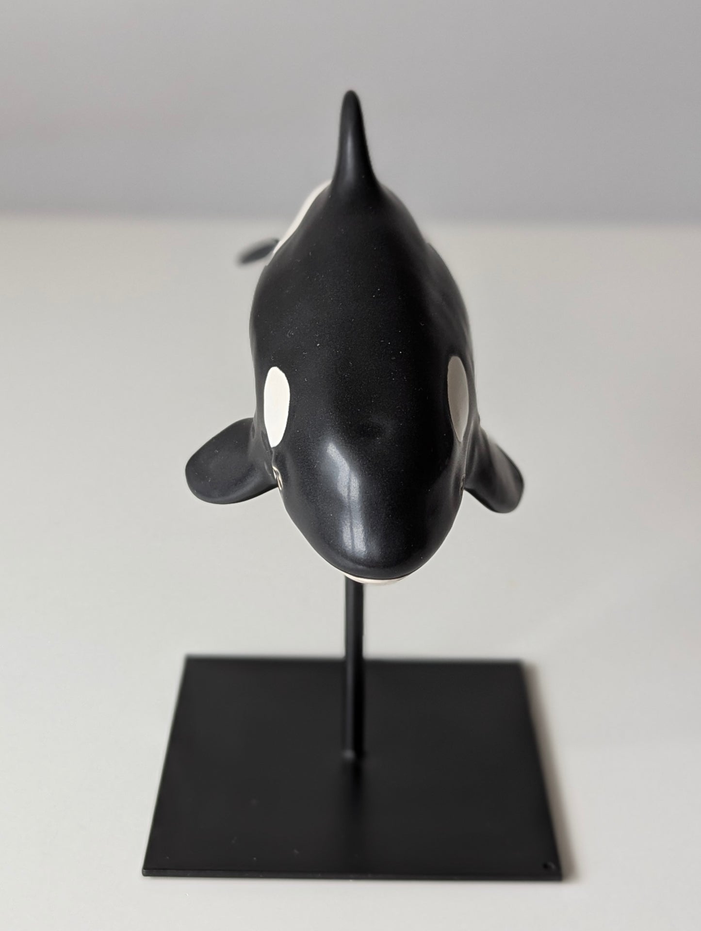 Baby Orca