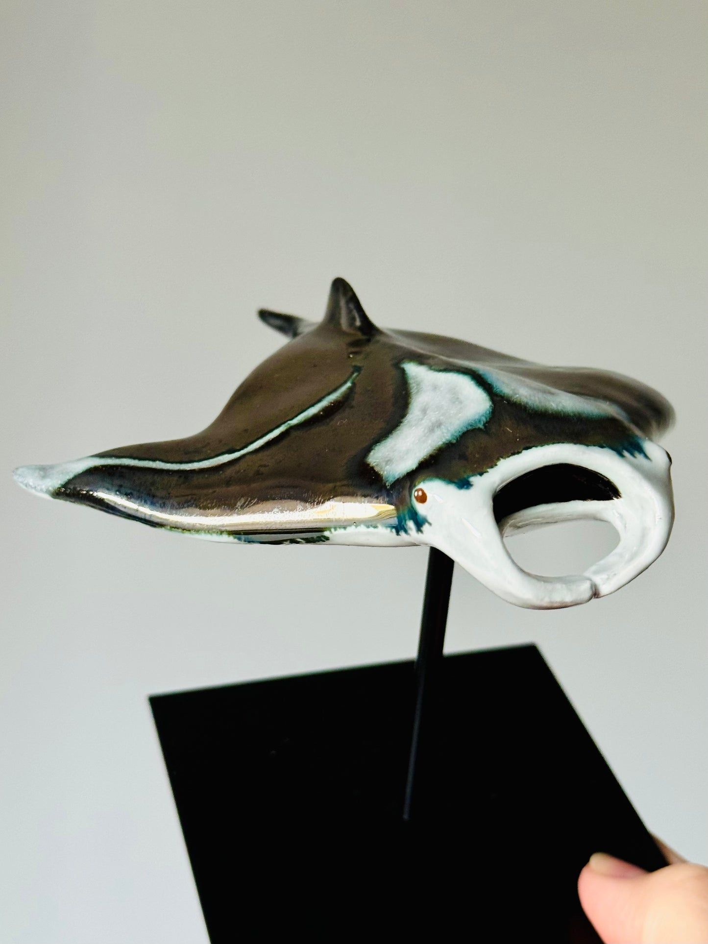 Manta Ray