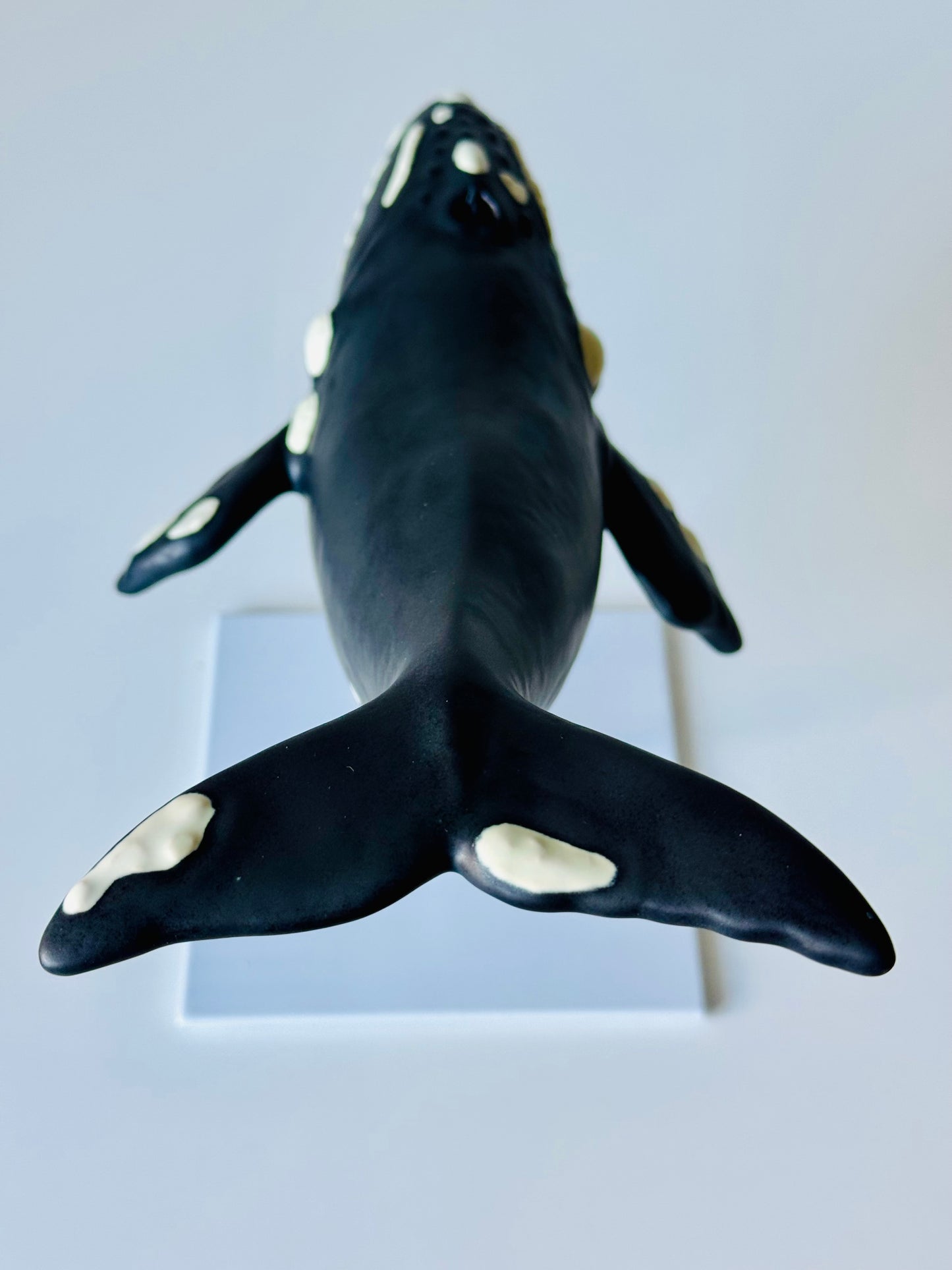 Right Whale