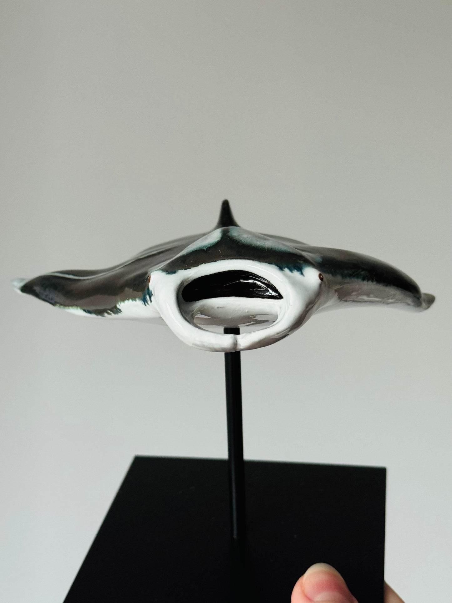 Manta Ray