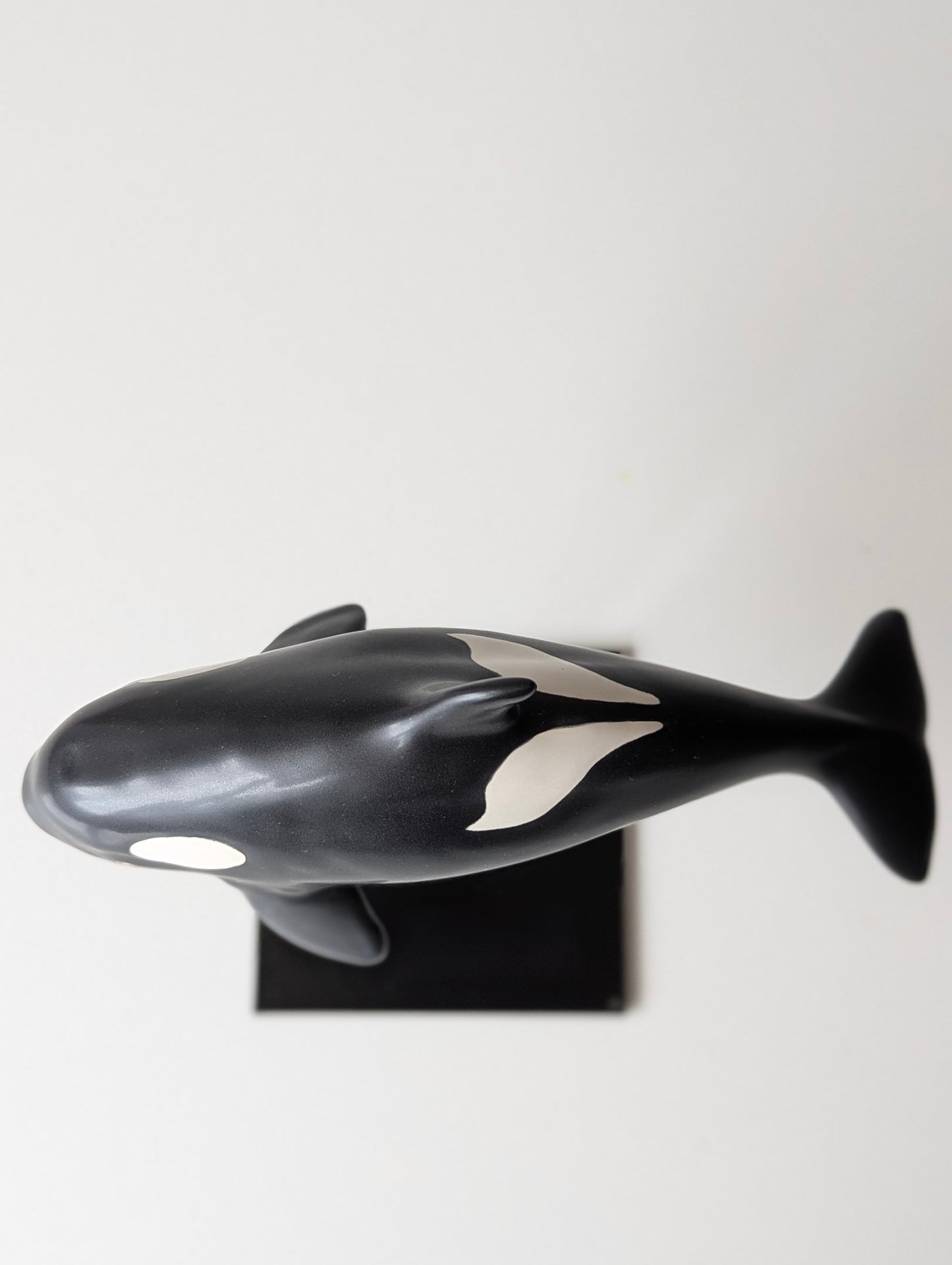 Baby Orca