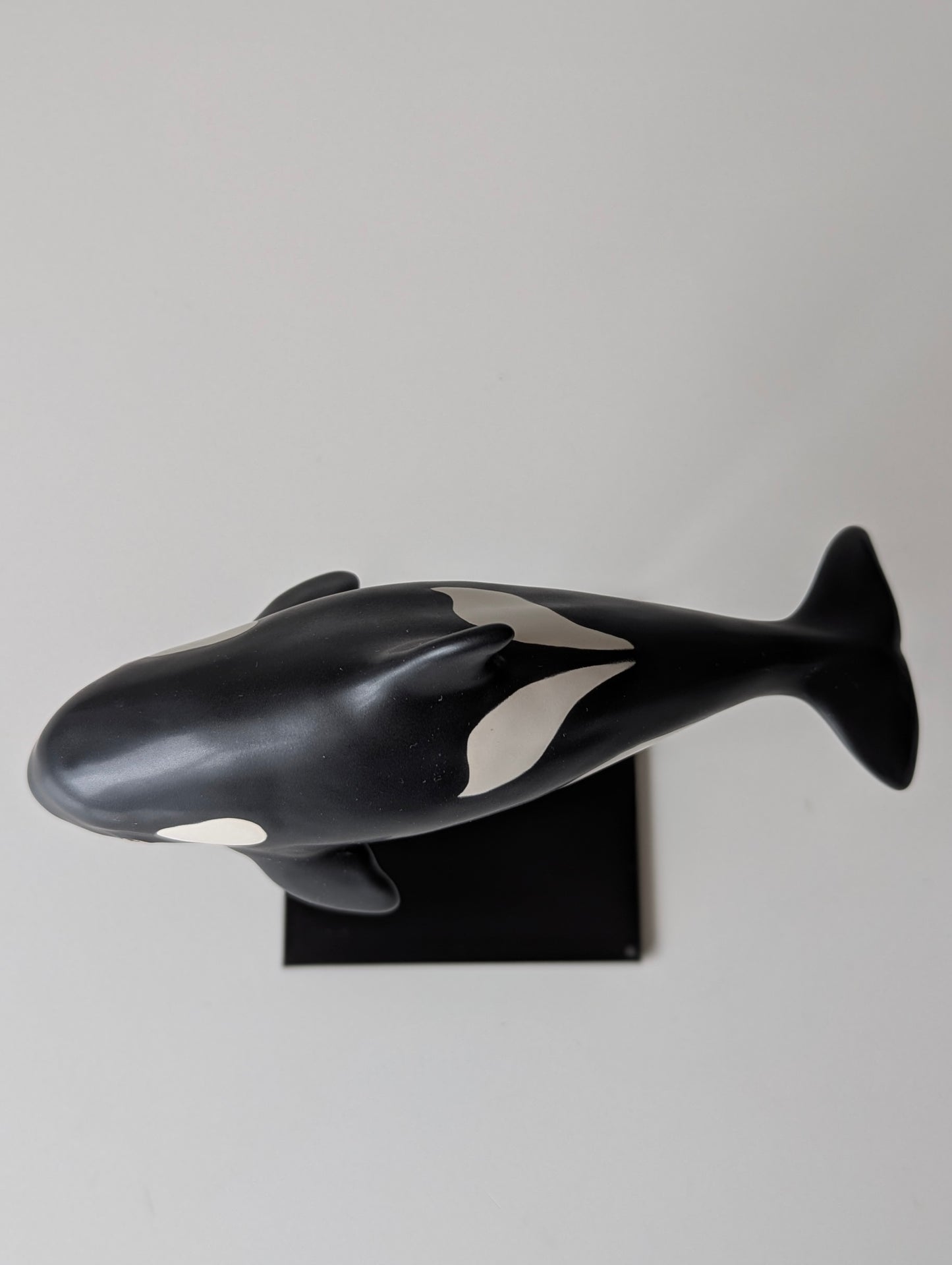 Baby Orca