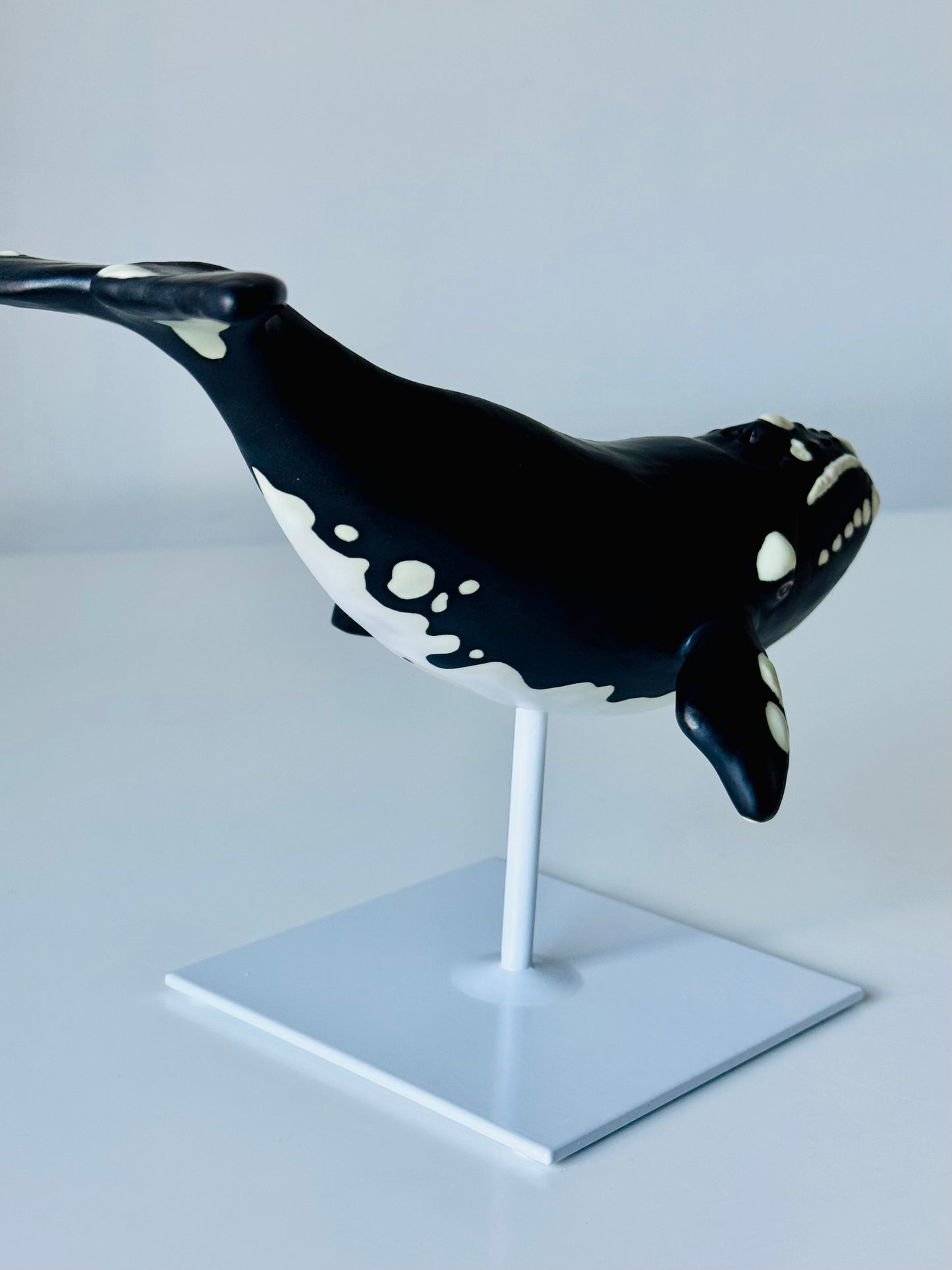 Right Whale