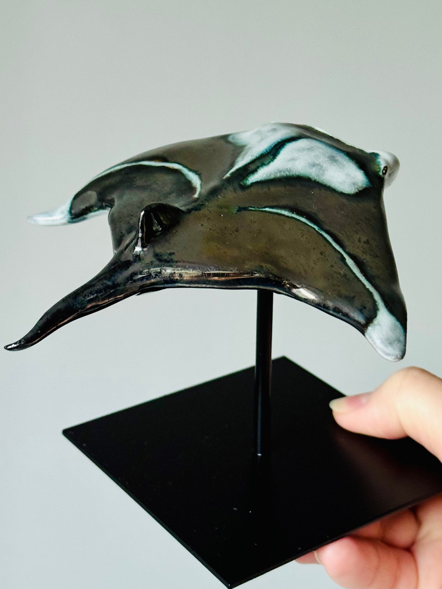 Manta Ray