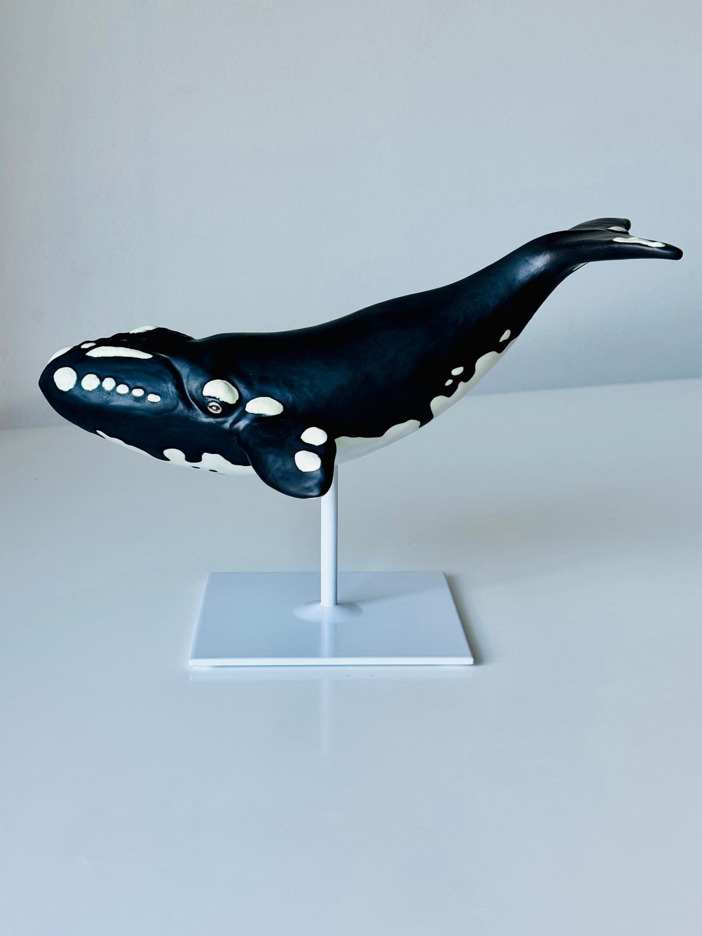 Right Whale