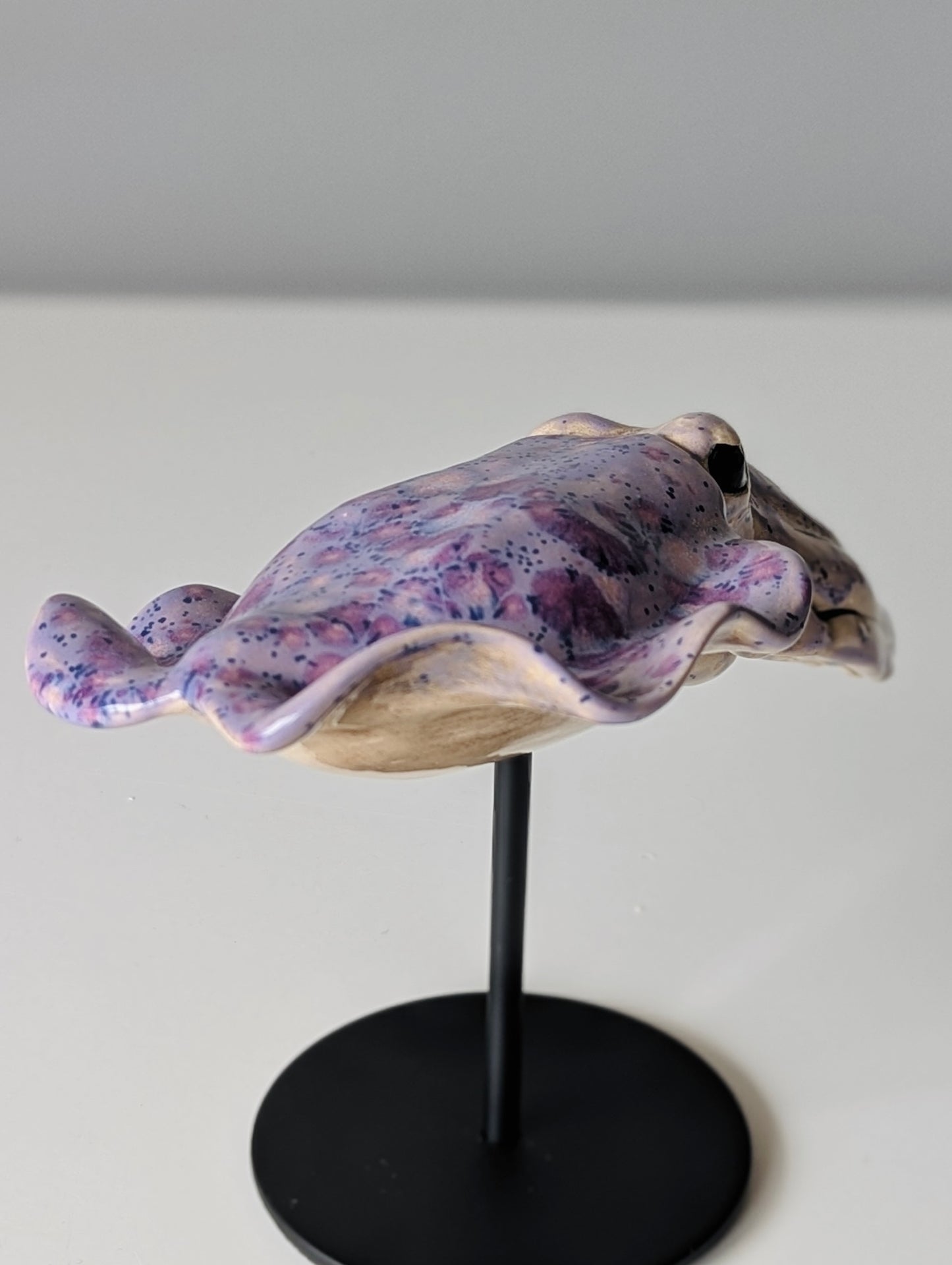 Cuttlefish