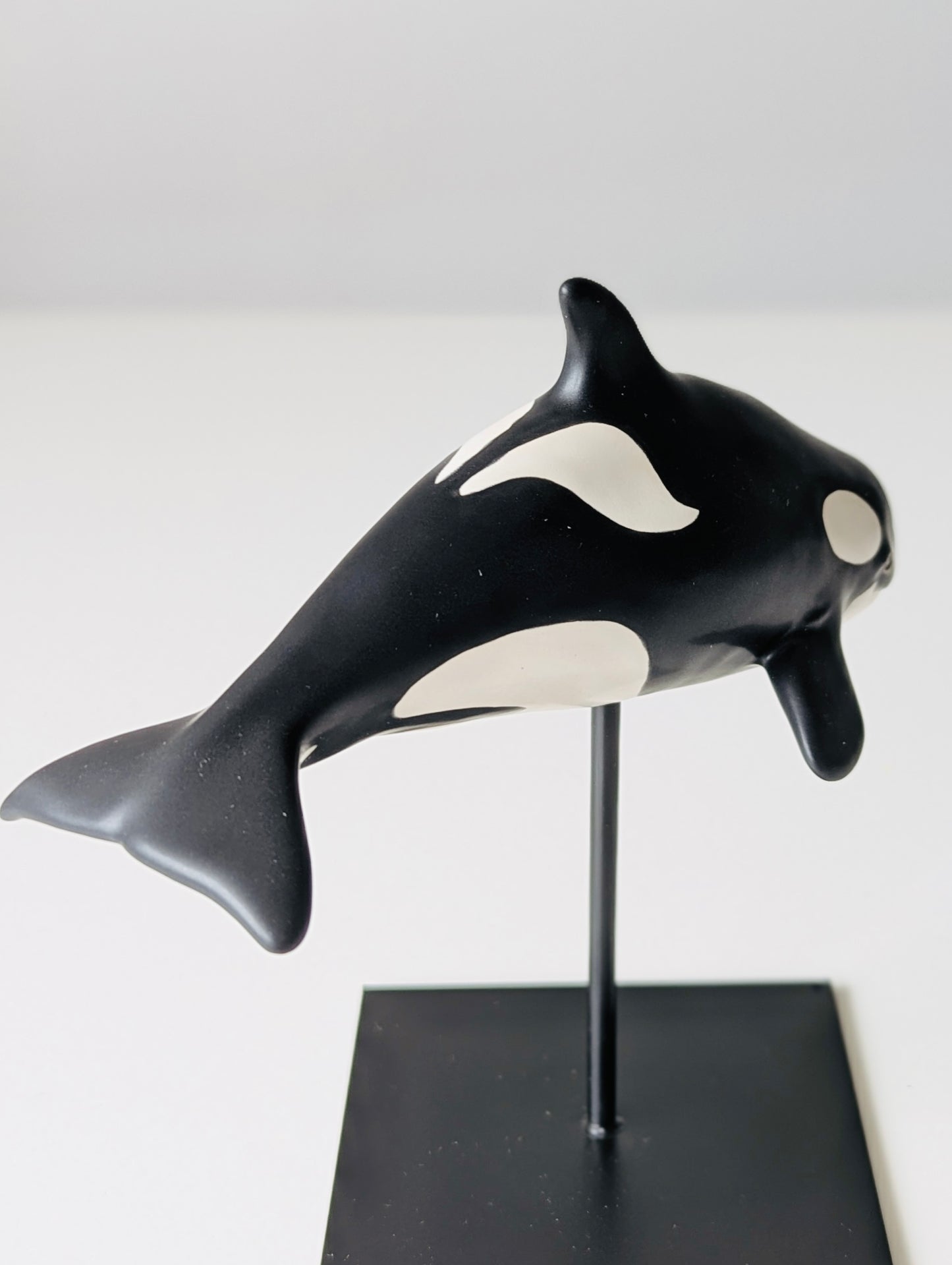 Baby Orca