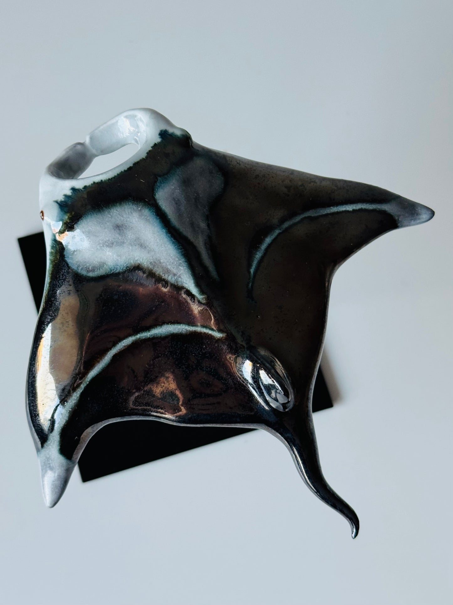 Manta Ray