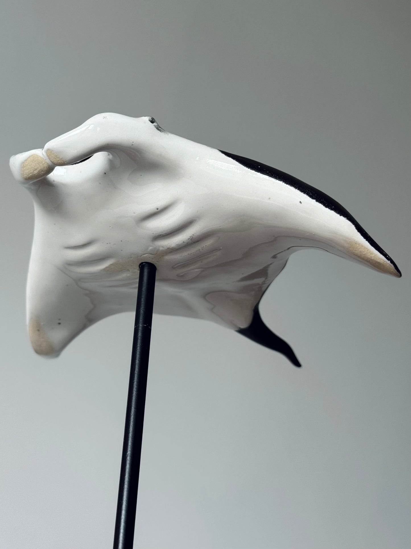 Manta Ray