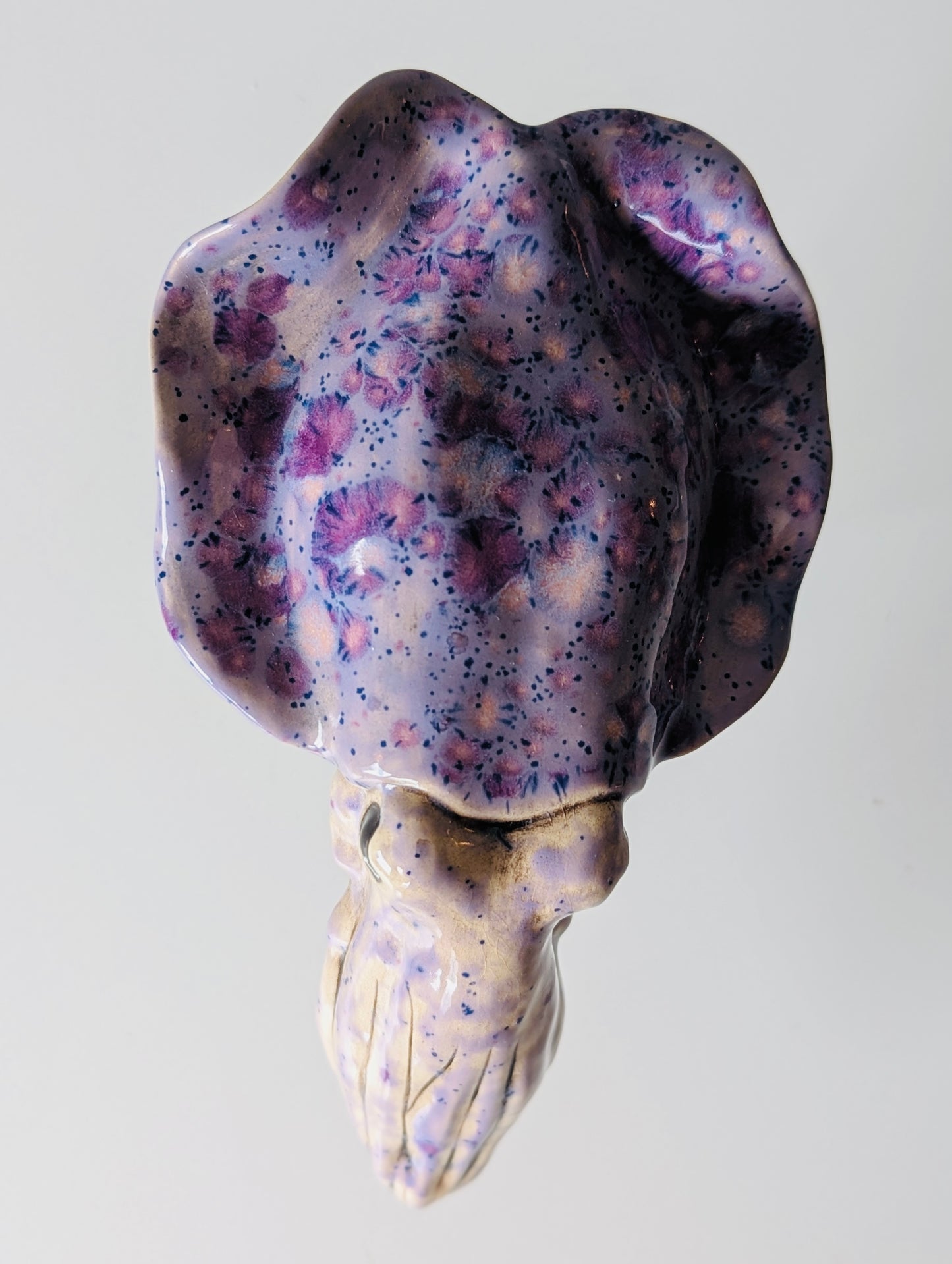 Cuttlefish