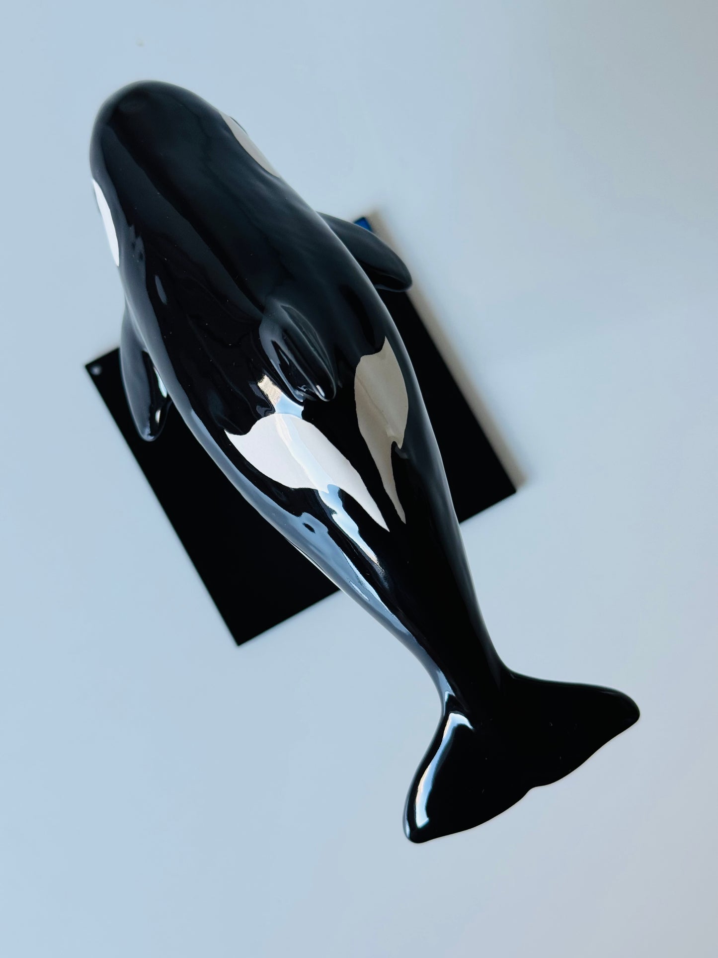 Baby Orca
