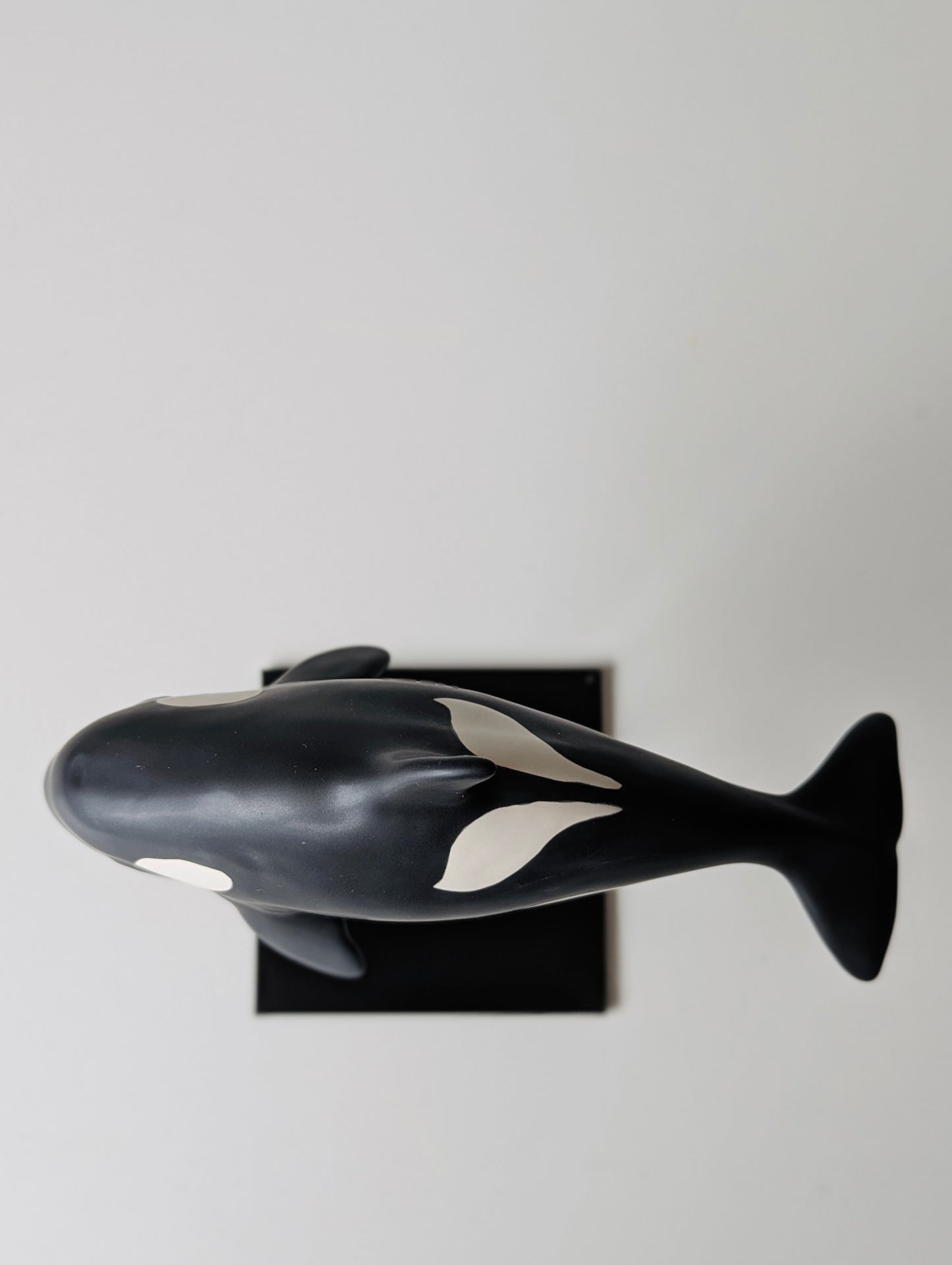 Baby Orca