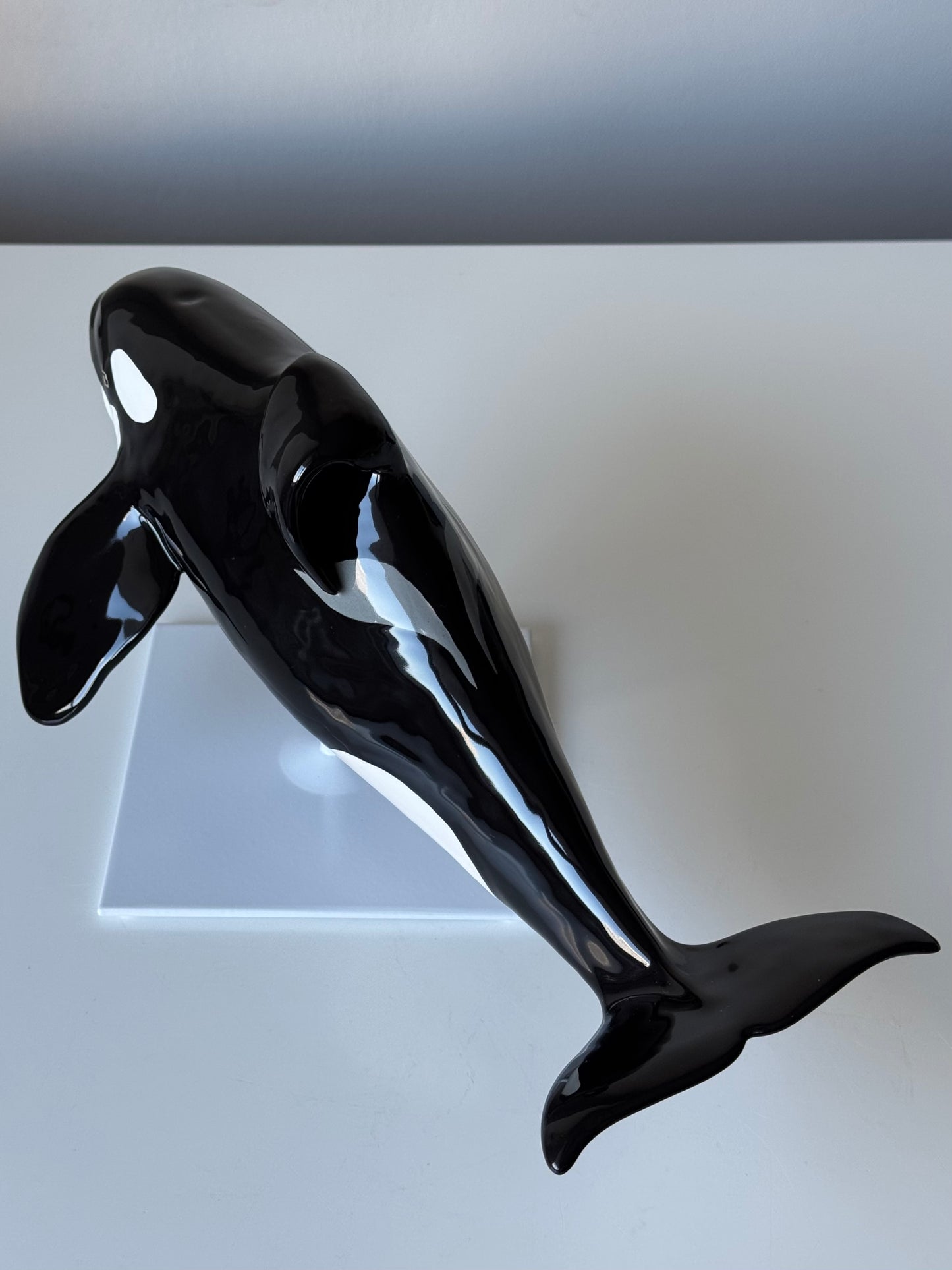 Orca Willy