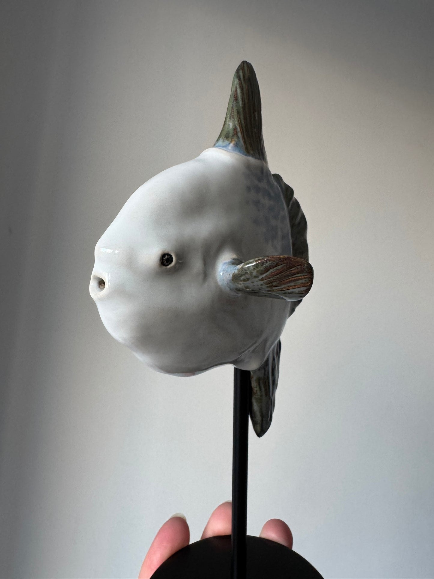 Mola Mola on a metal stand