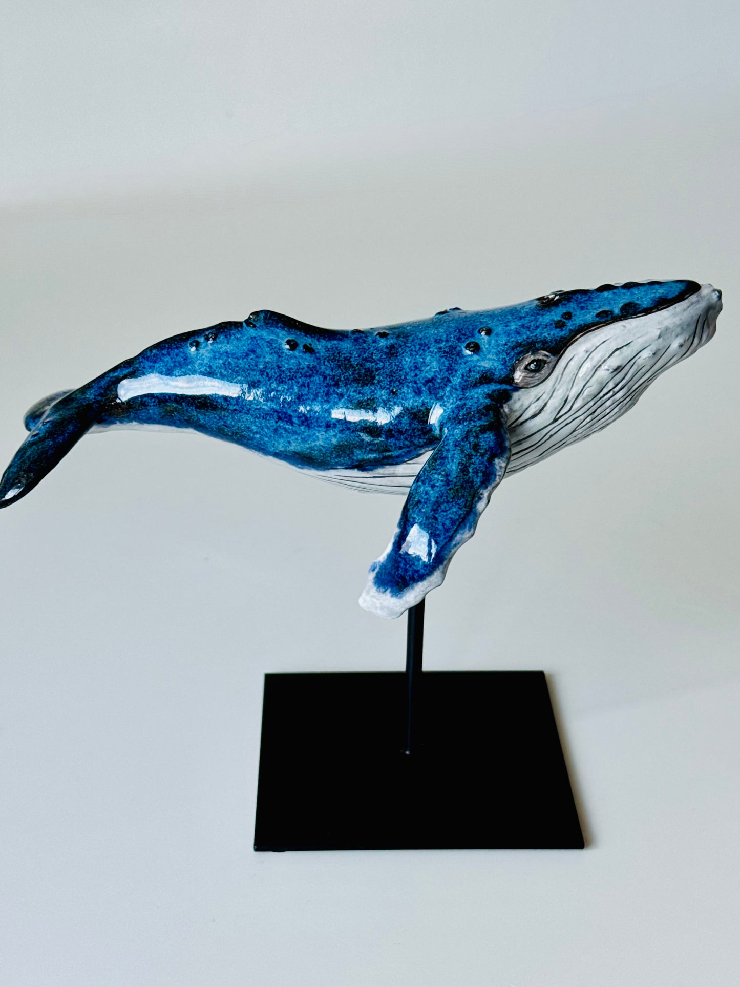 Baby Humpback Whale