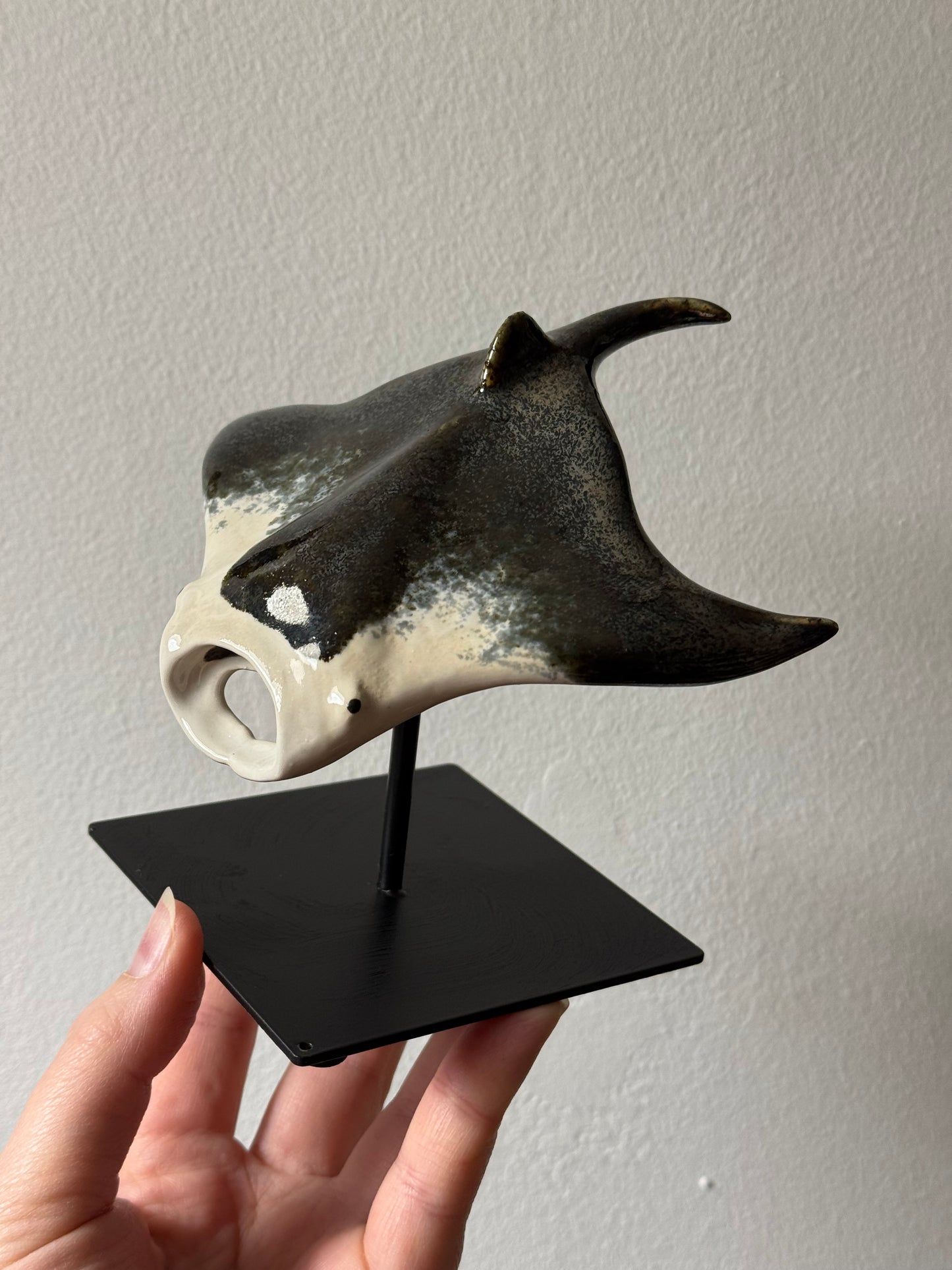 Manta Ray on a stand