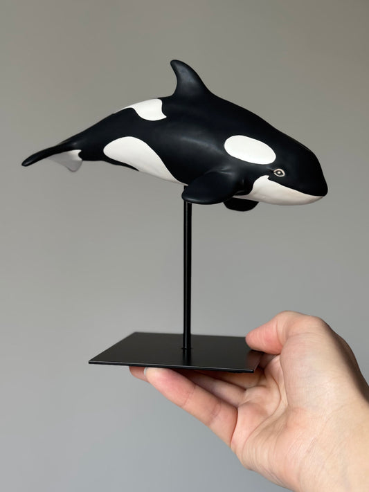 Baby Orca