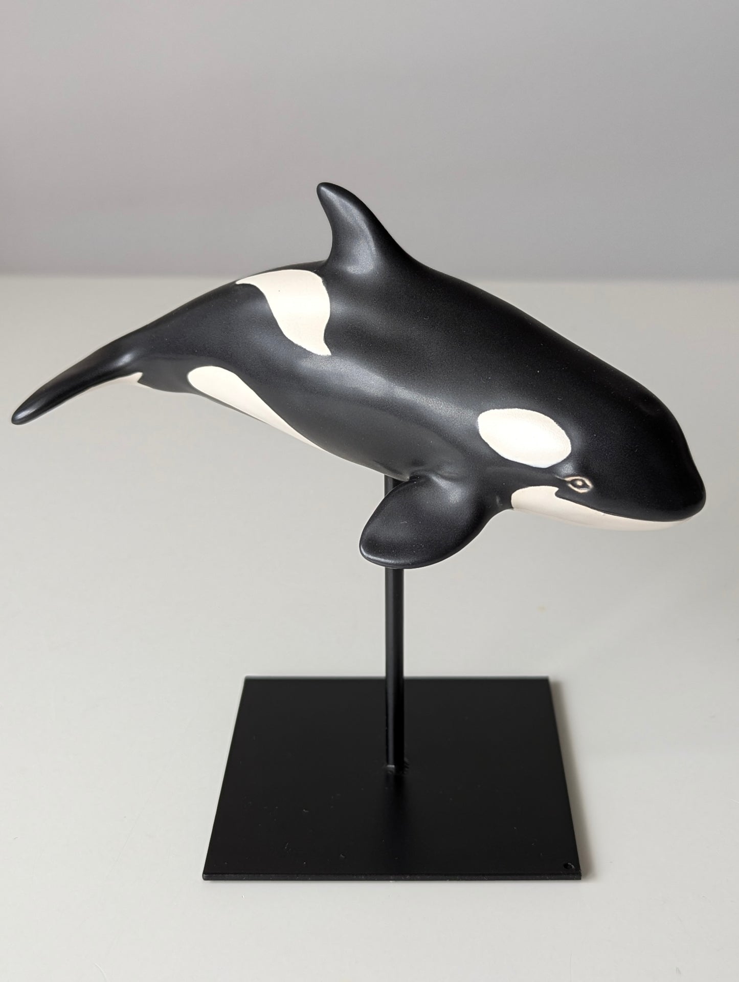 Baby Orca