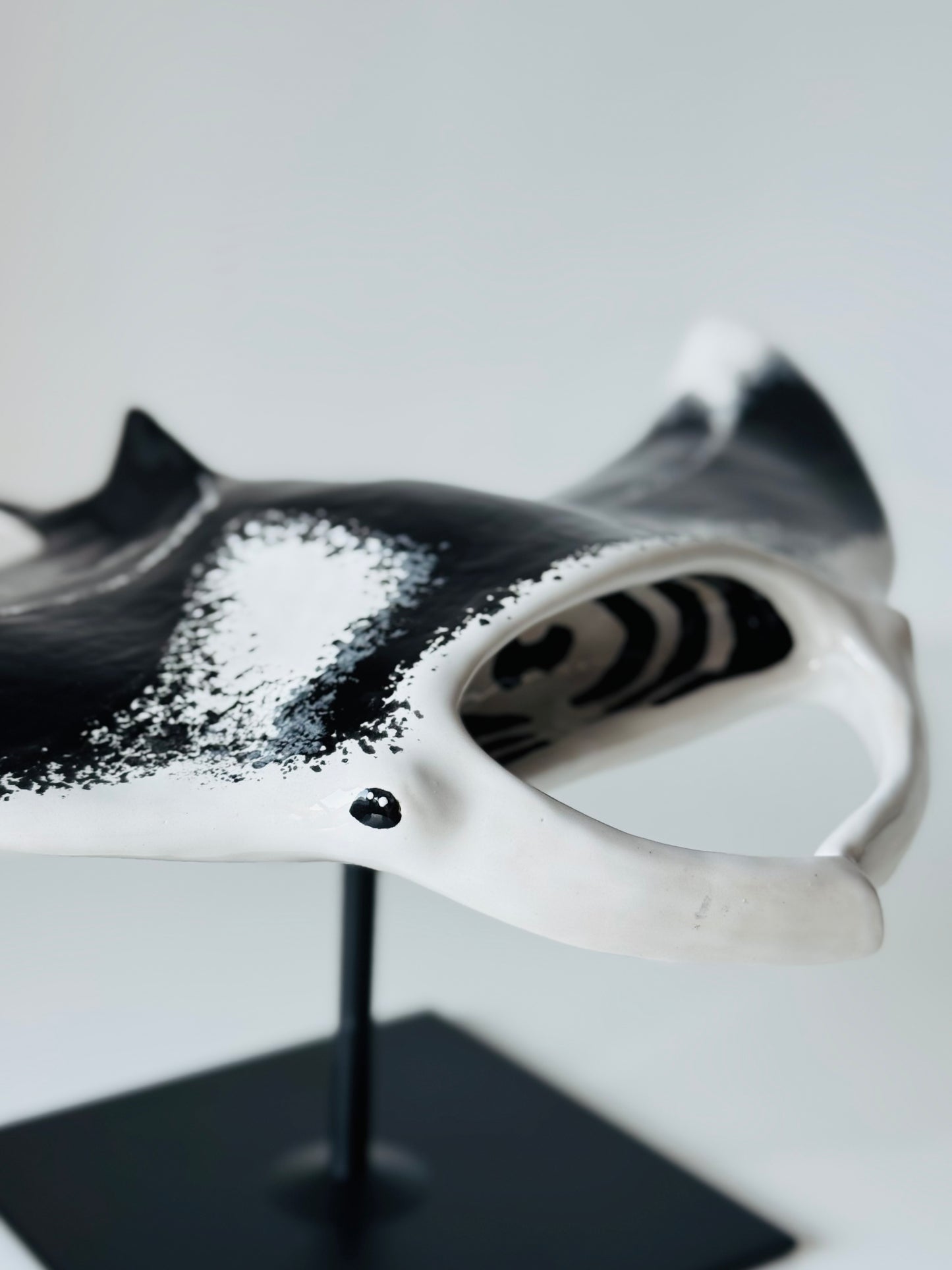 Big Manta Ray