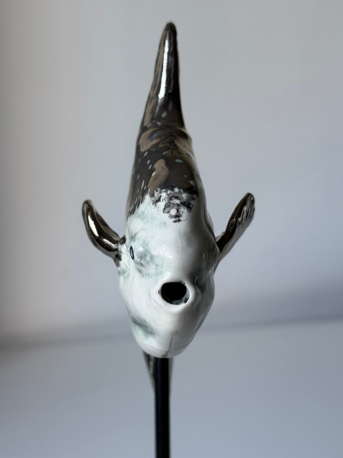 Mola Mola