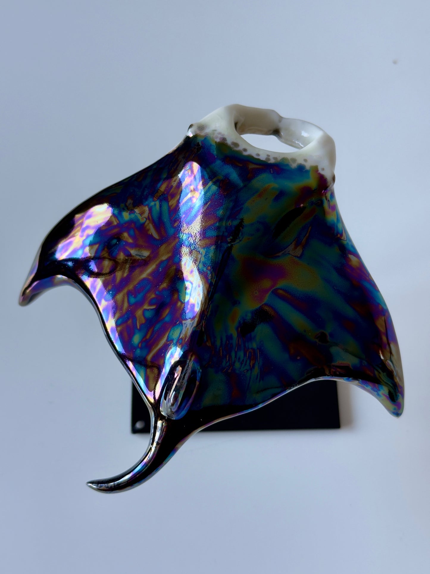 Manta Ray