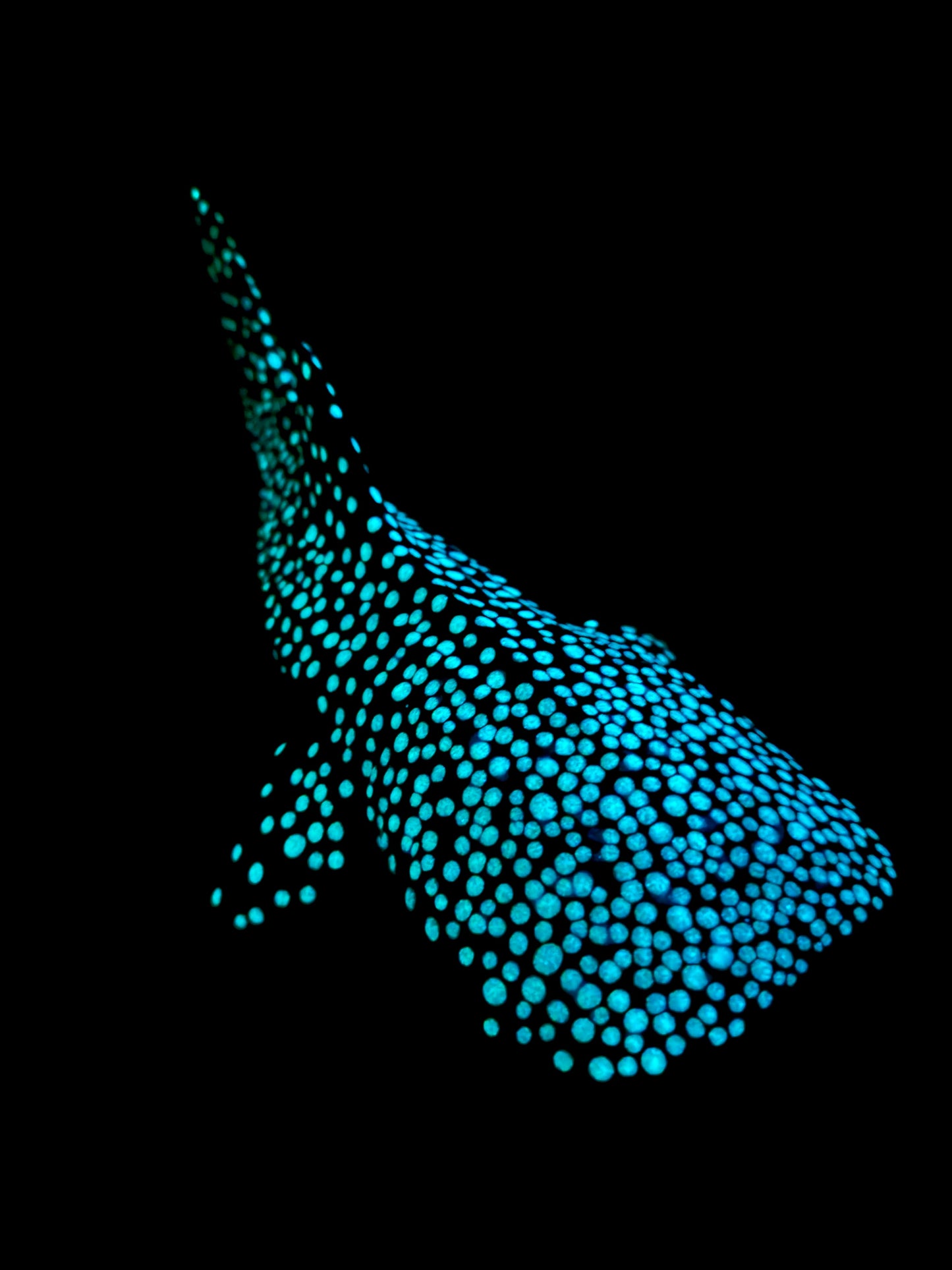 Glowing Whale Shark