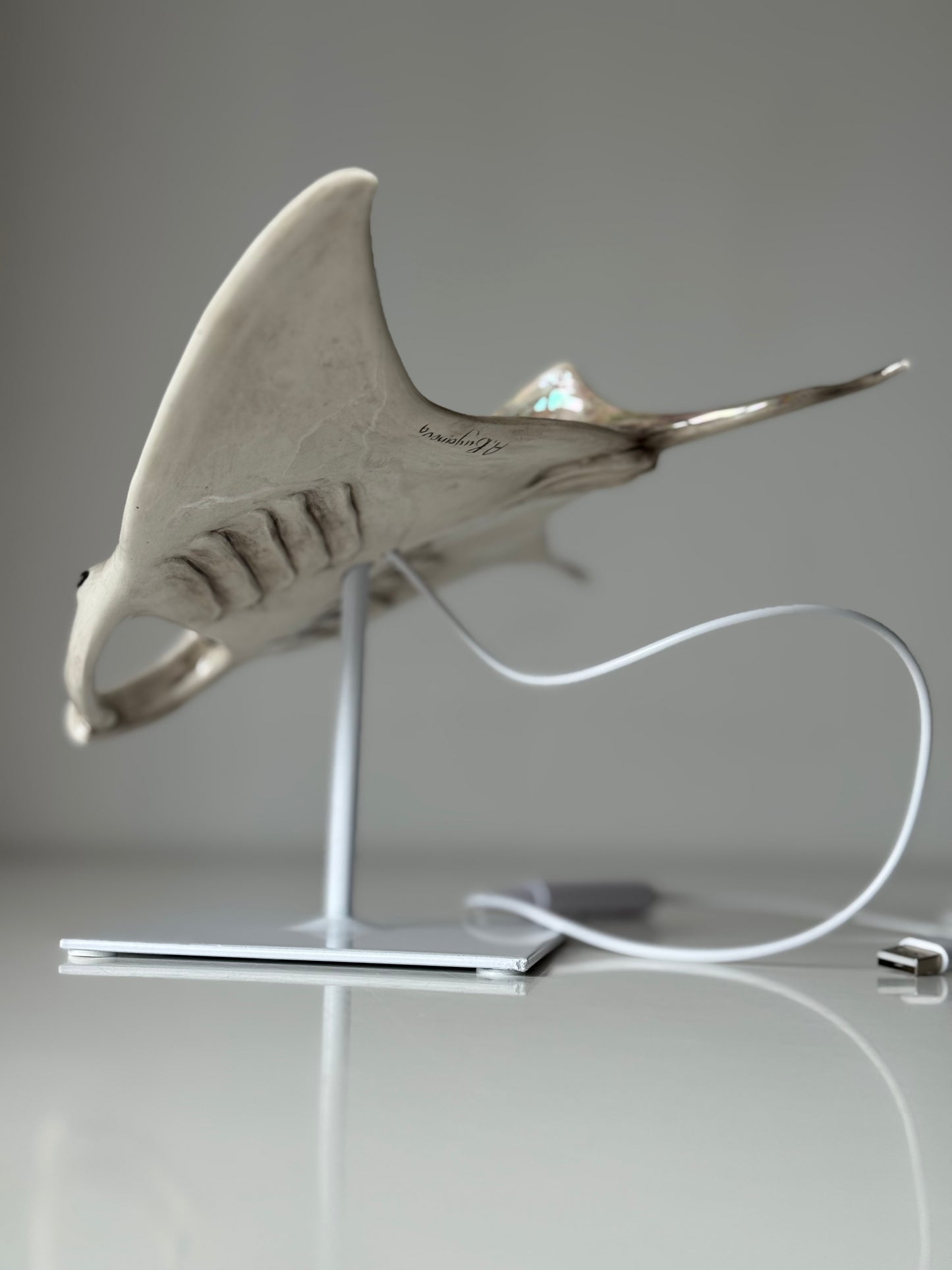 Big Manta Ray